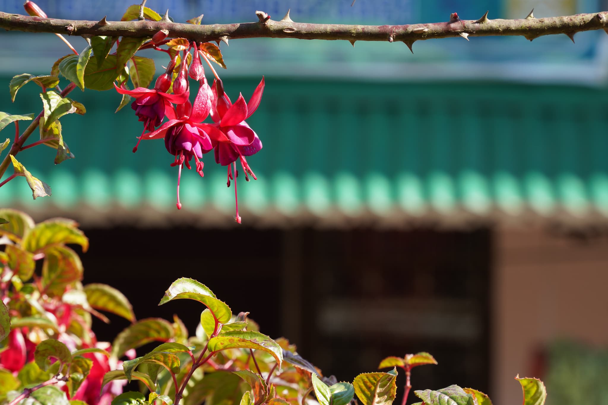 Annapurna Trek 17