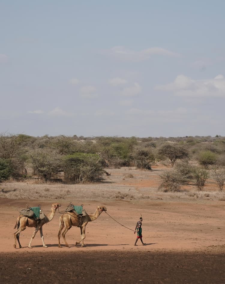 Camel Trekking