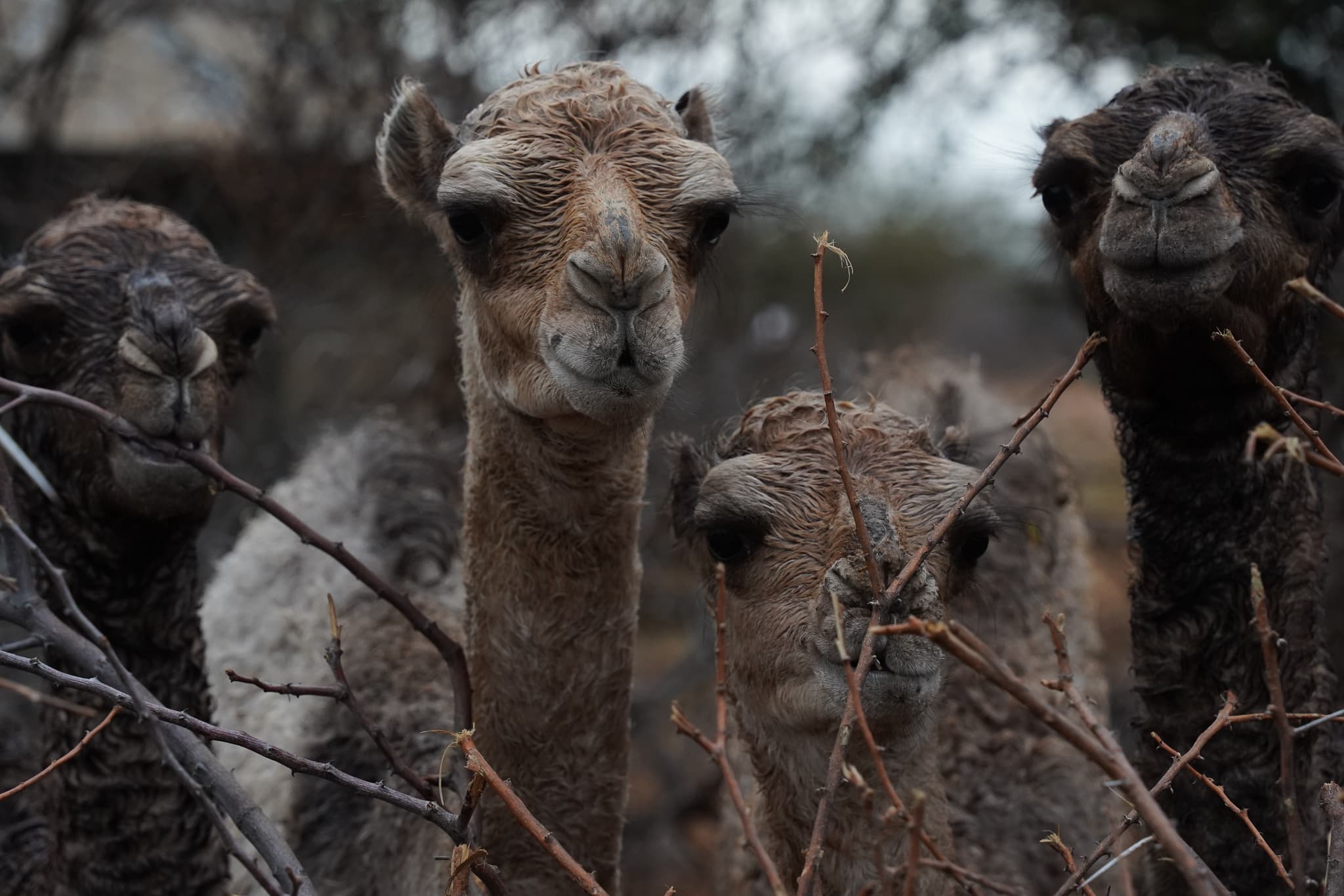 Camel Trekking 03
