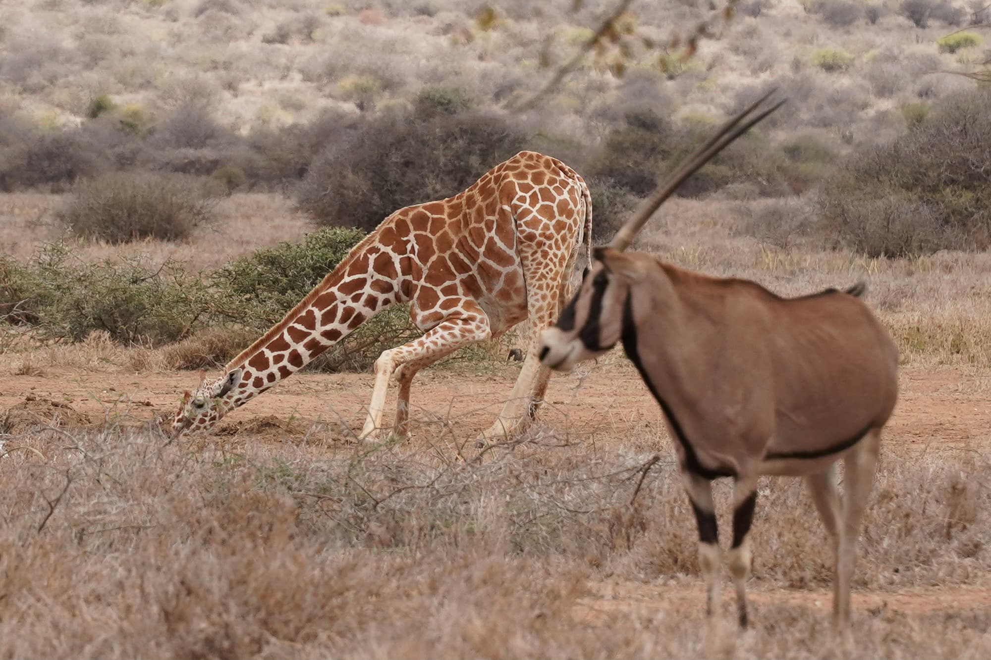 Camel Trekking 07