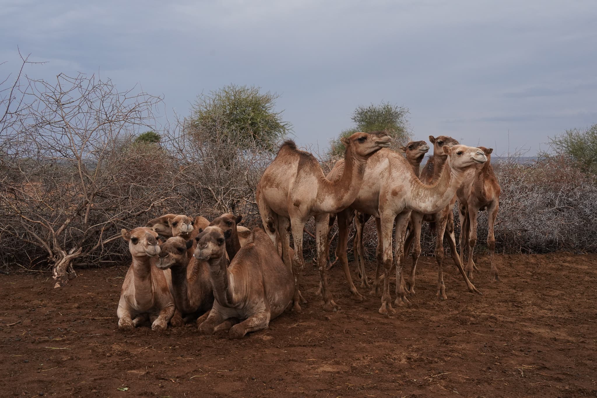 Camel Trekking 10