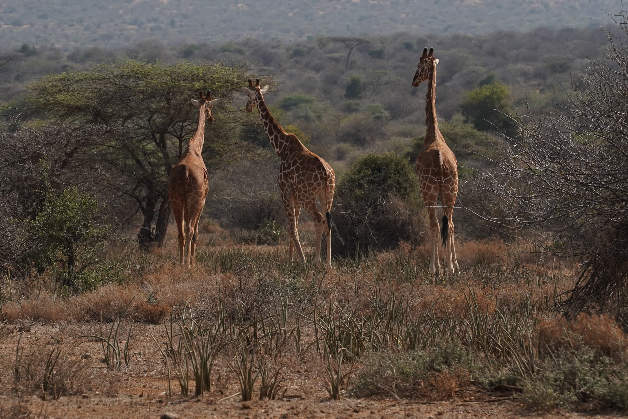 Camel Trekking 12