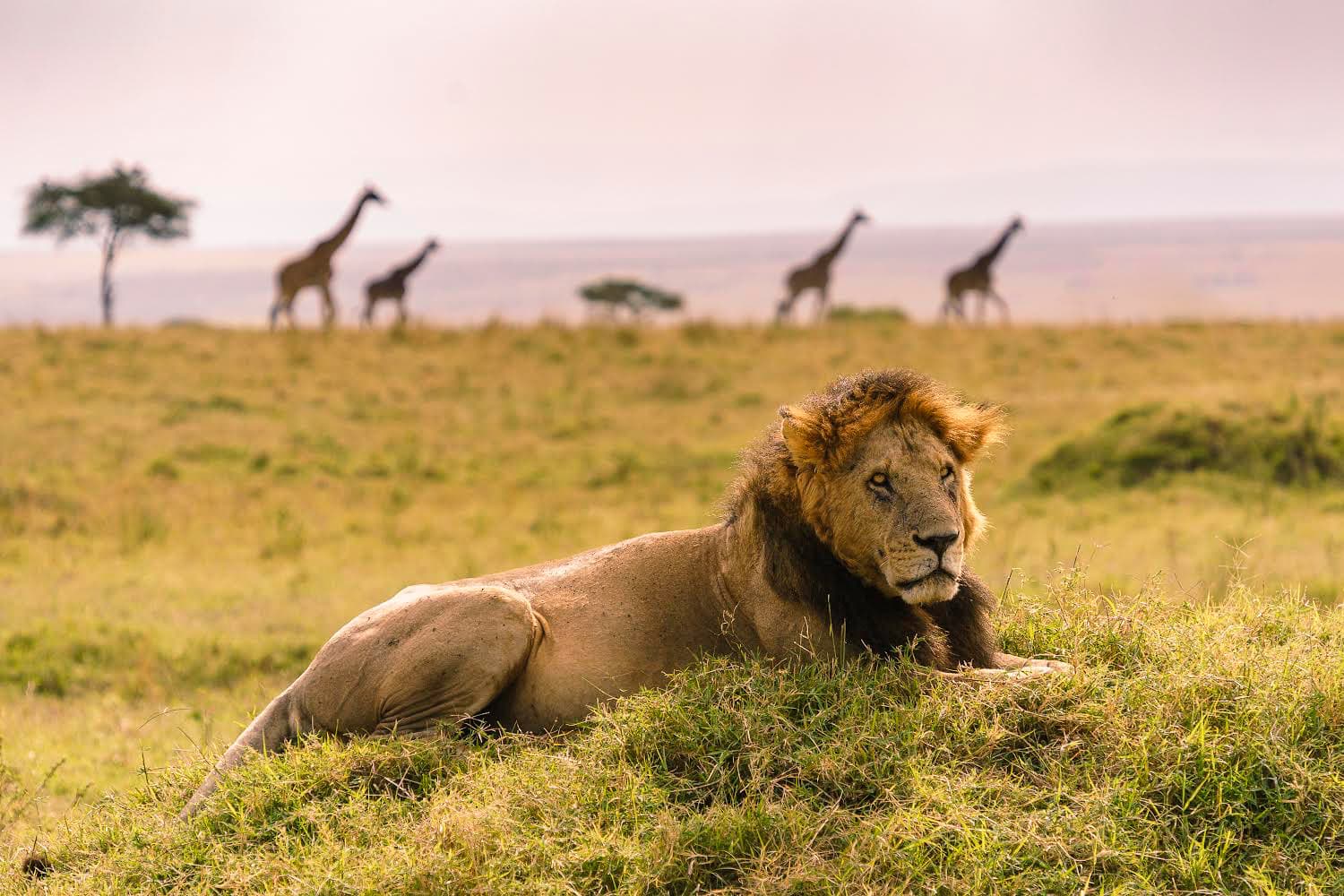 The Lion King 01