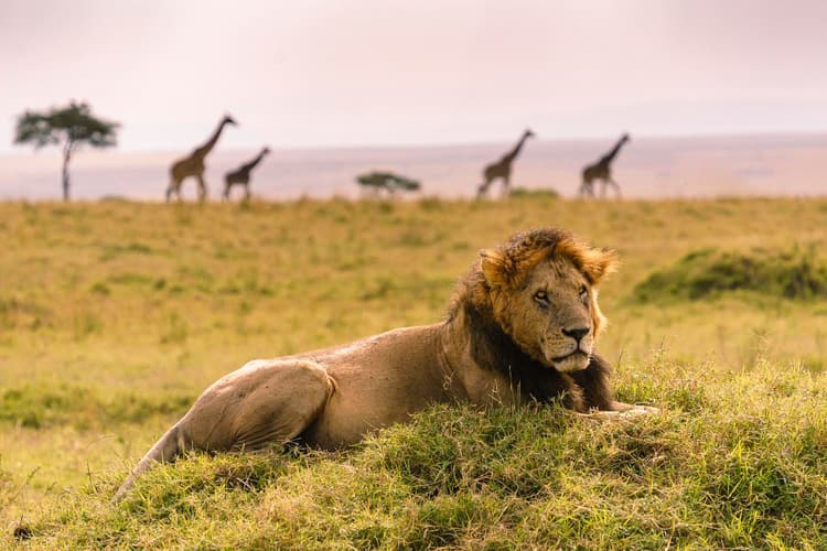 The Lion King