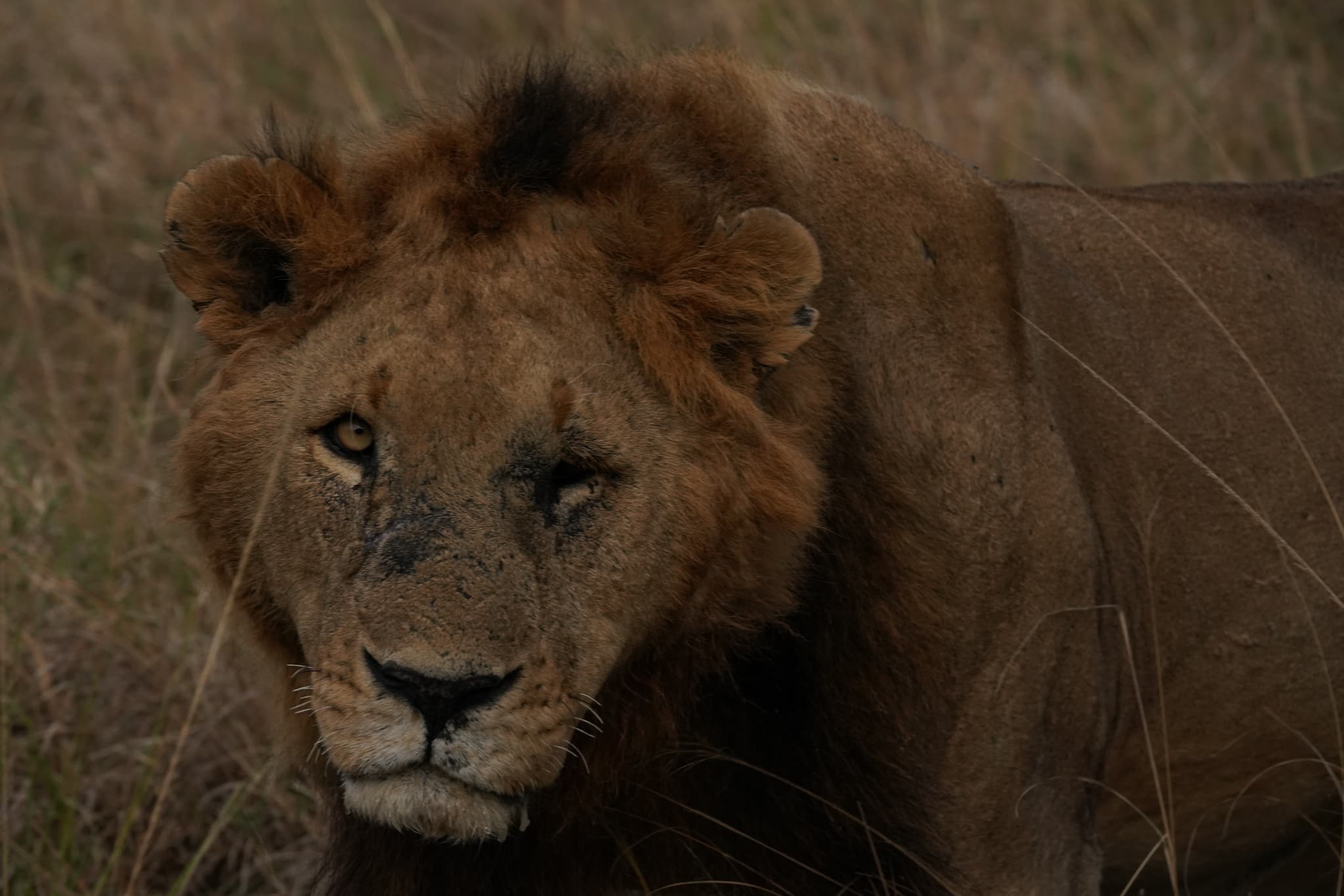 The Lion King 02