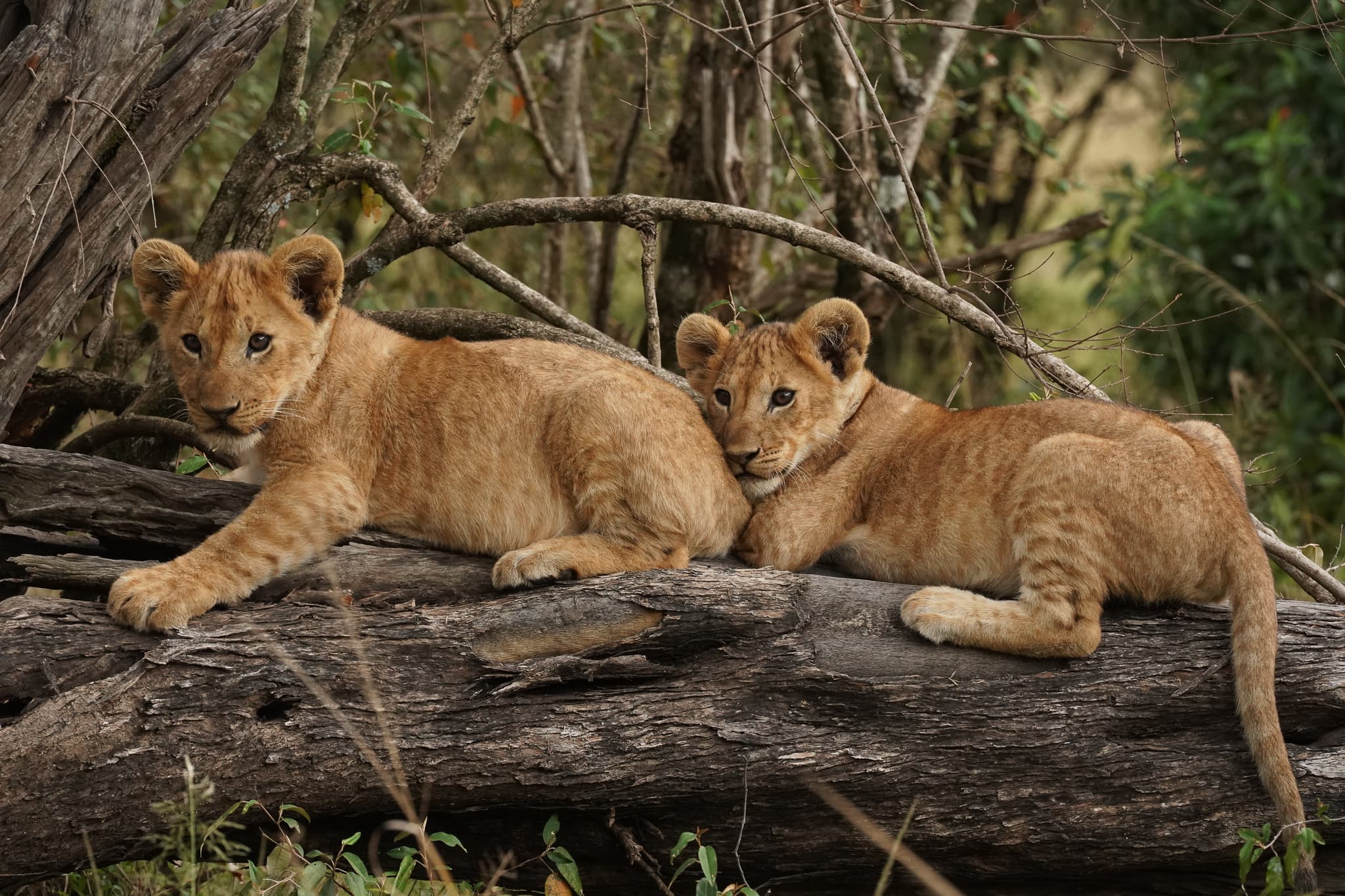 The Lion King 05