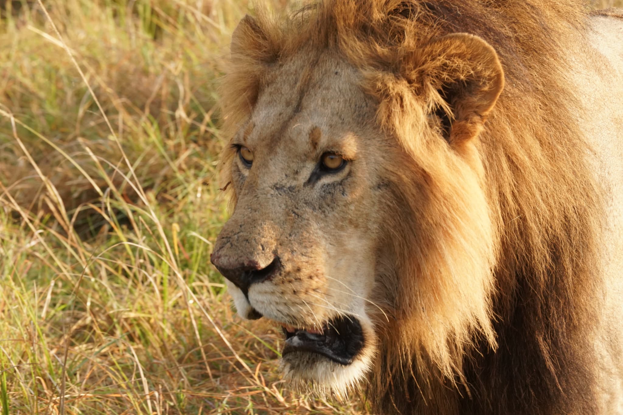 The Lion King 06