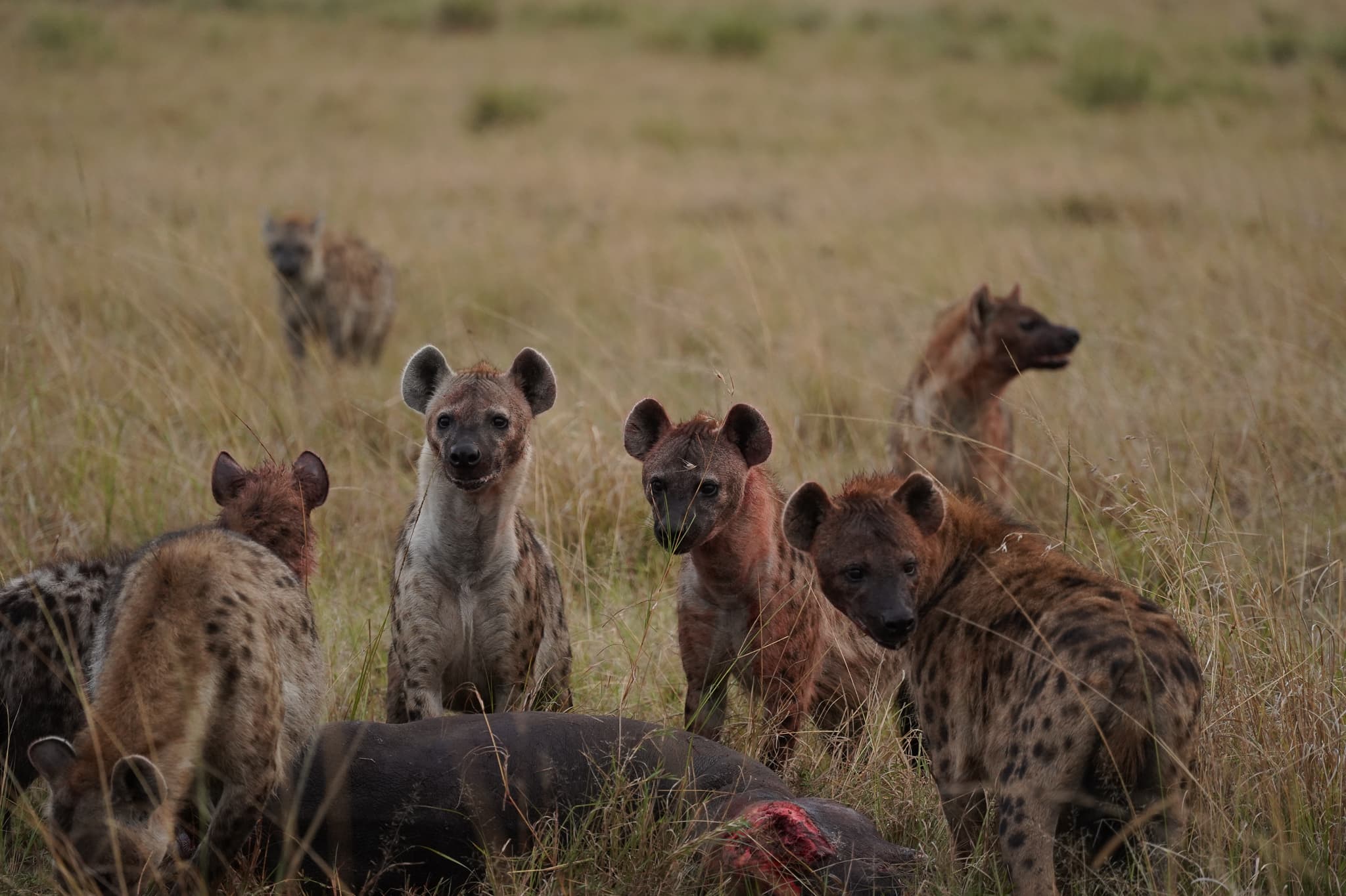 The Lion King 07