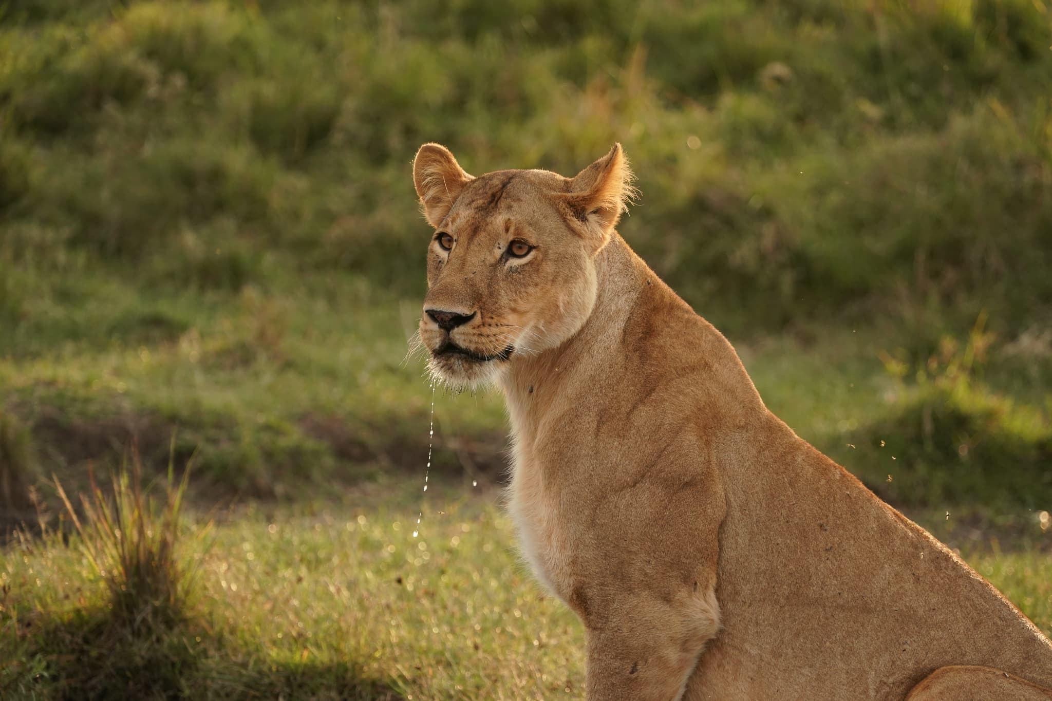The Lion King 08