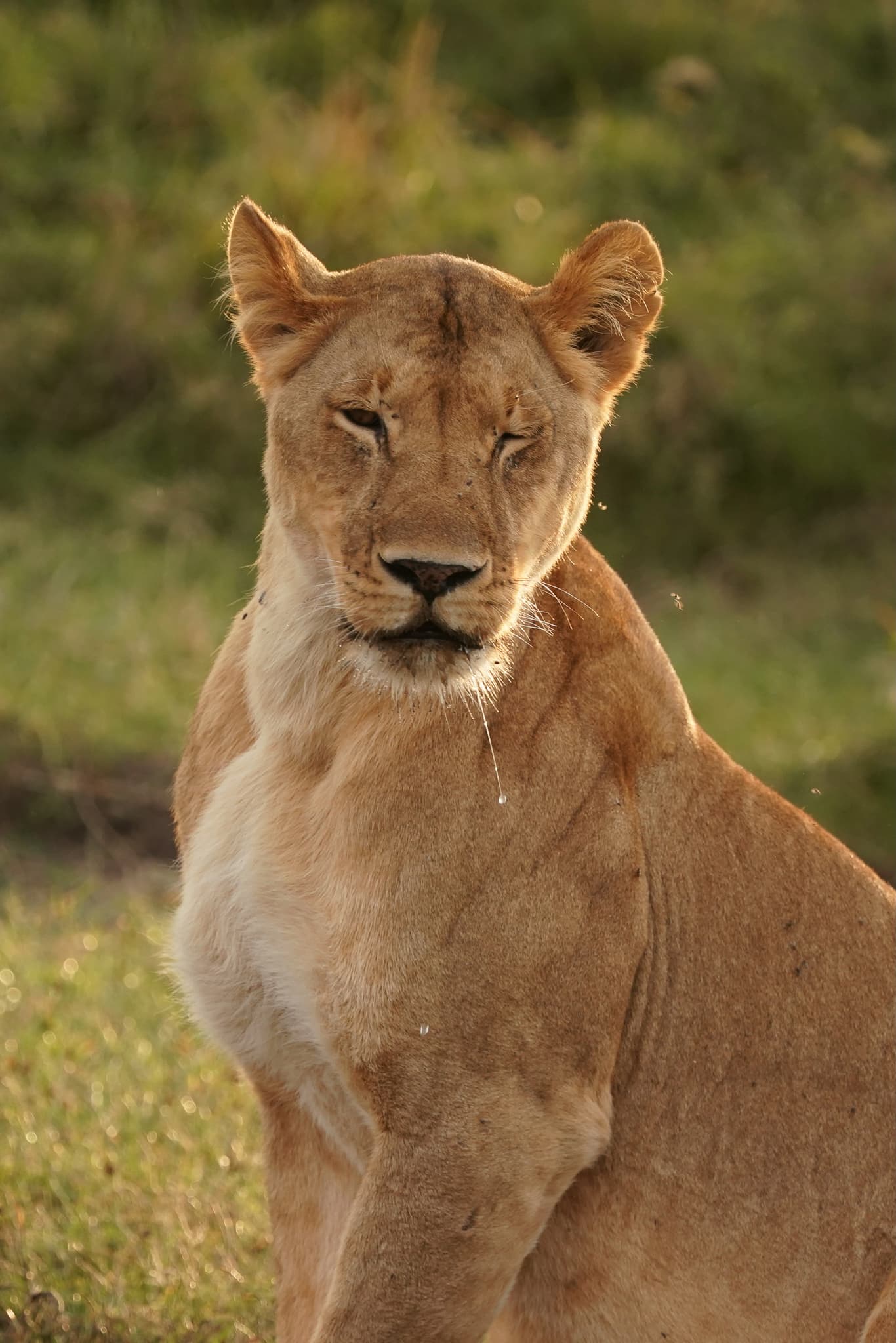 The Lion King 09