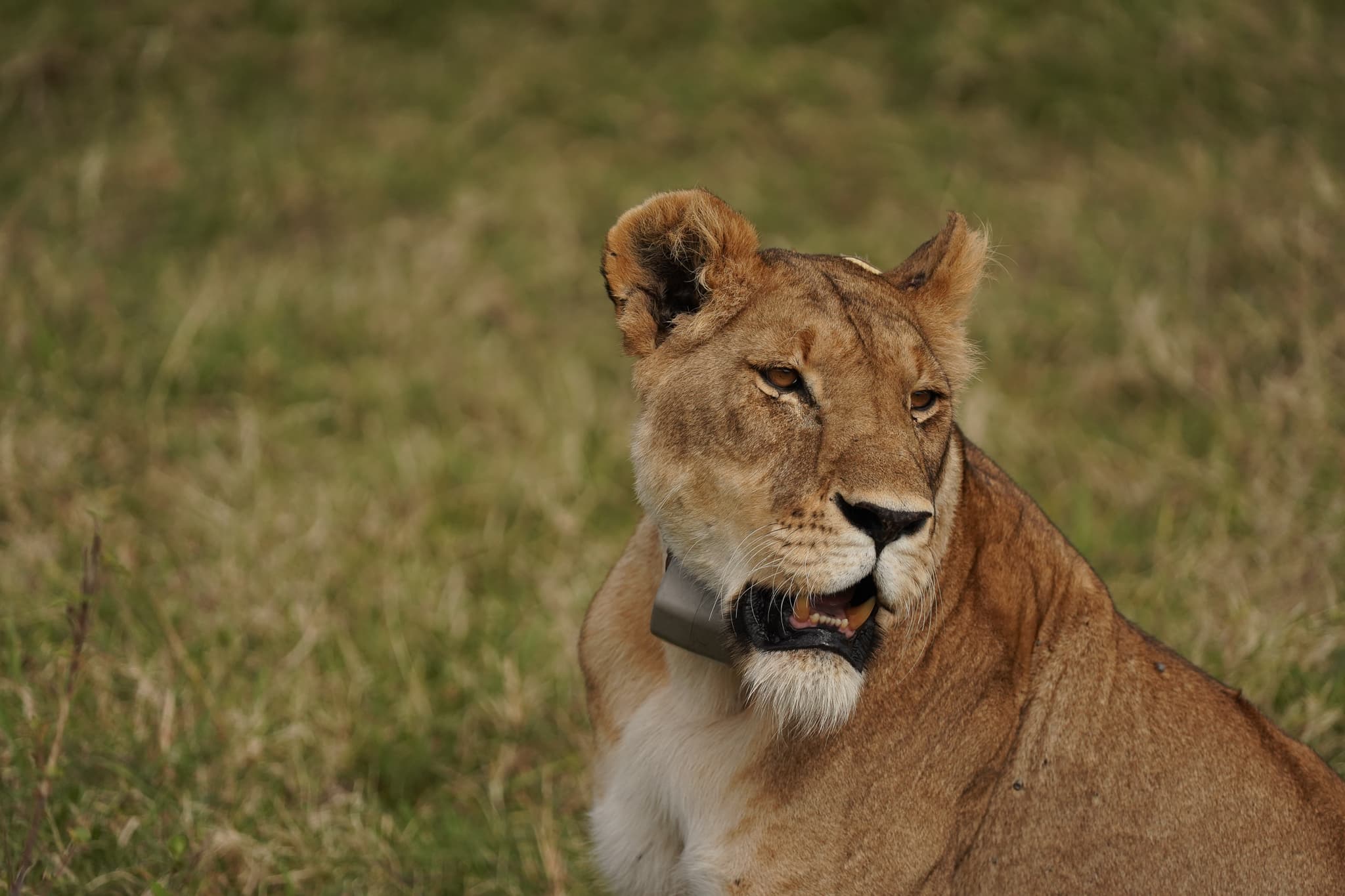The Lion King 10