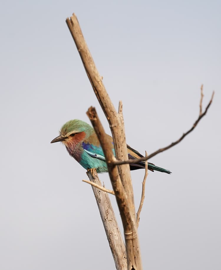 Loisaba Conservancy