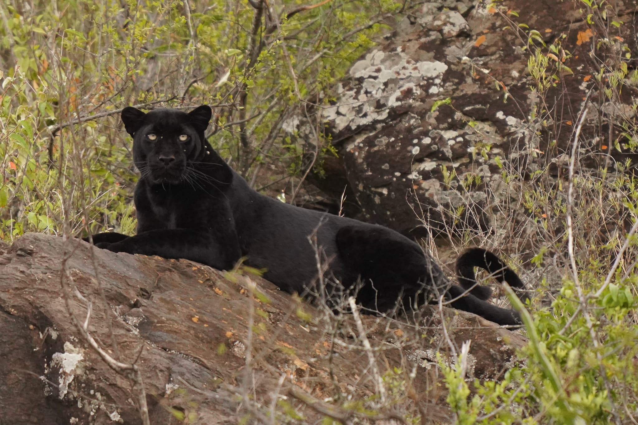 Loisaba Conservancy 02