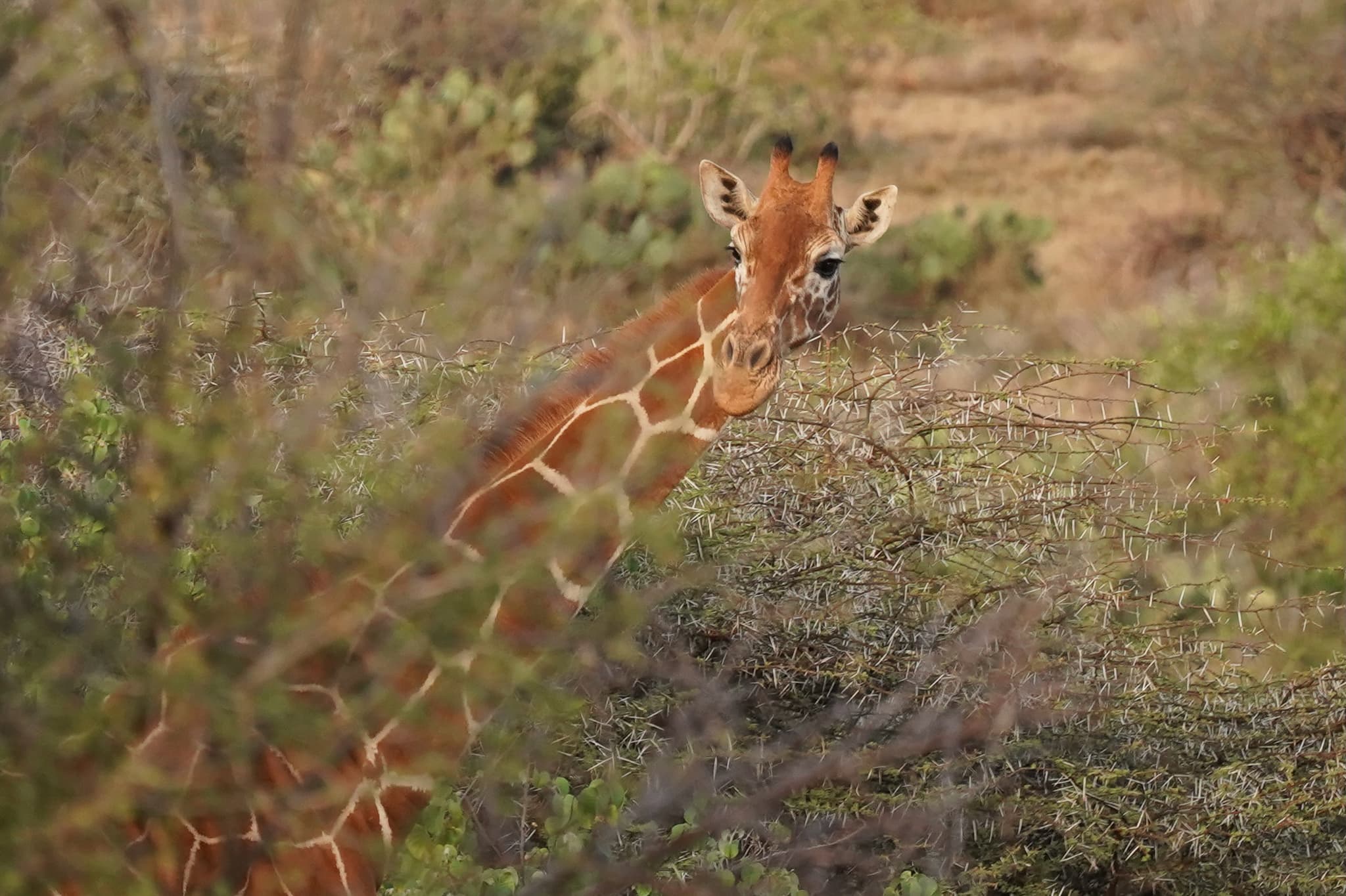 Loisaba Conservancy 03
