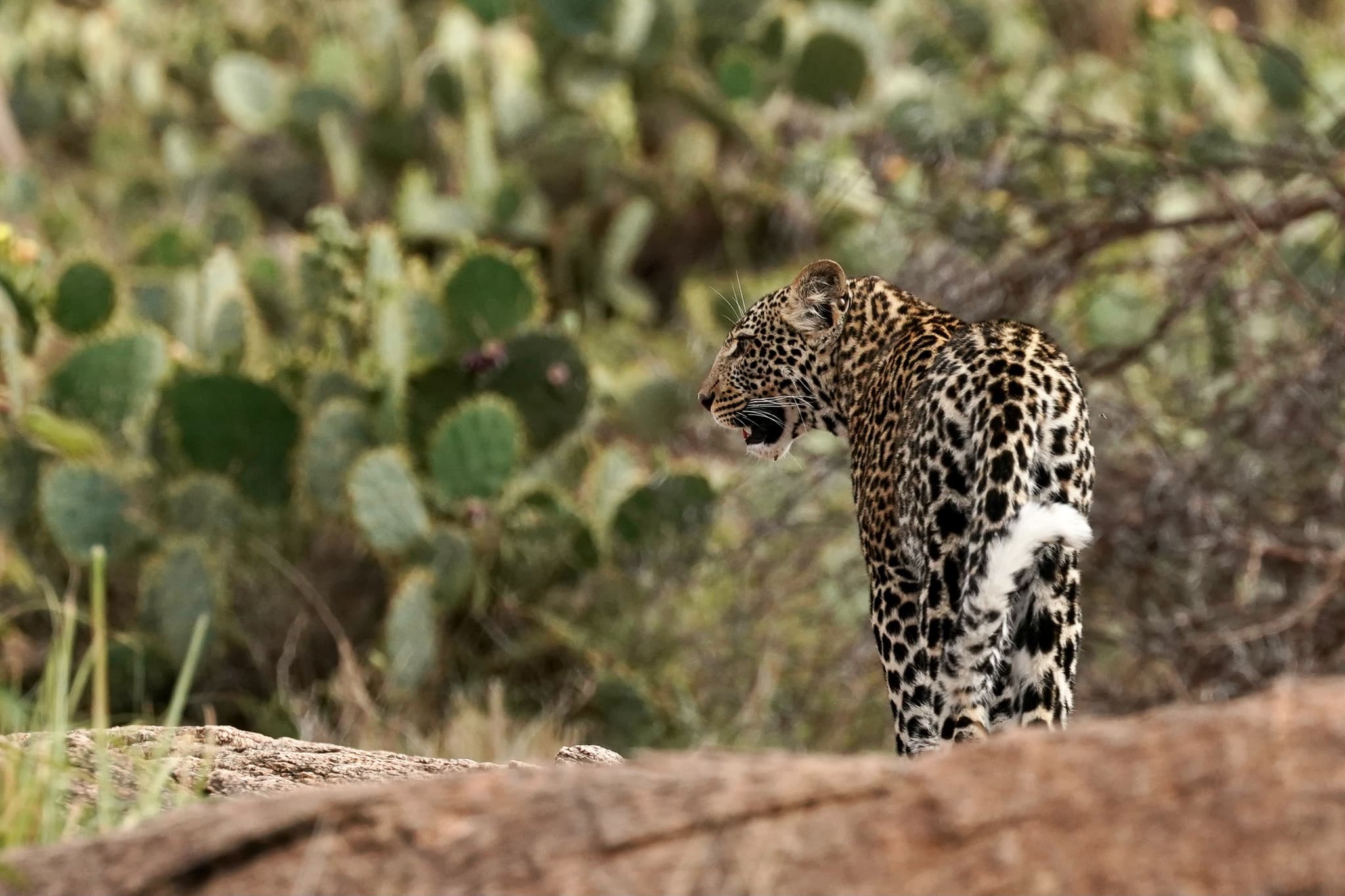 Loisaba Conservancy 04