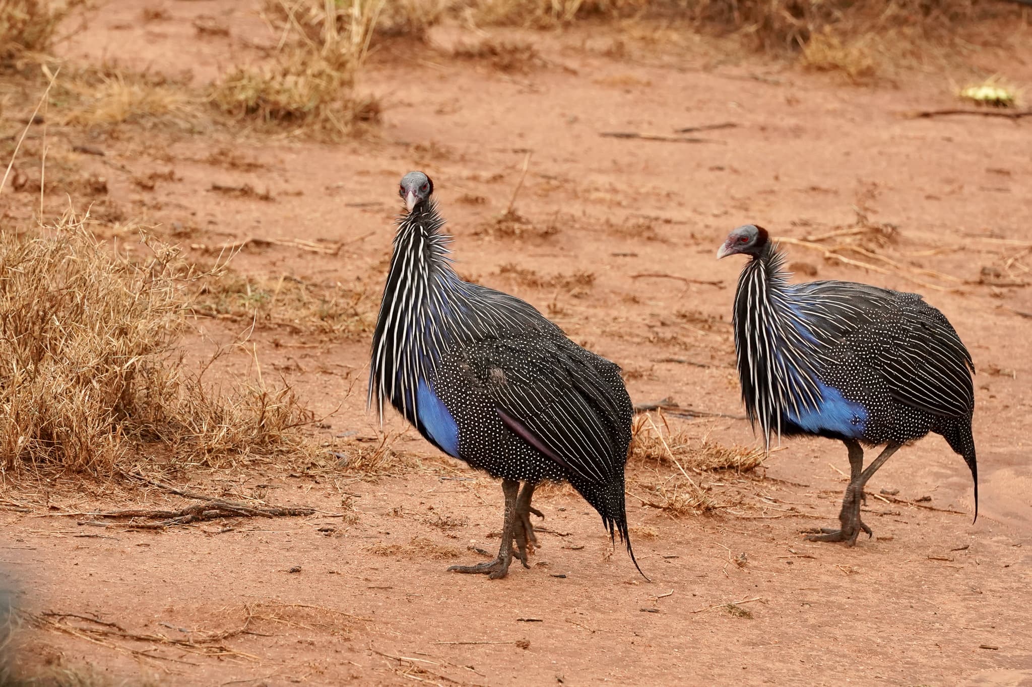 Loisaba Conservancy 05