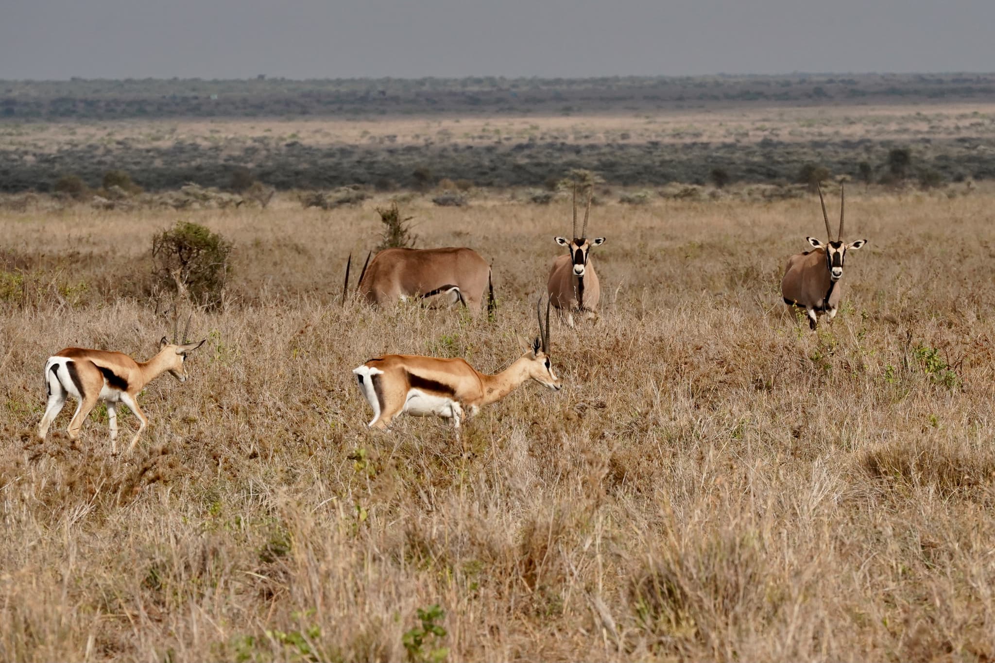Loisaba Conservancy 06