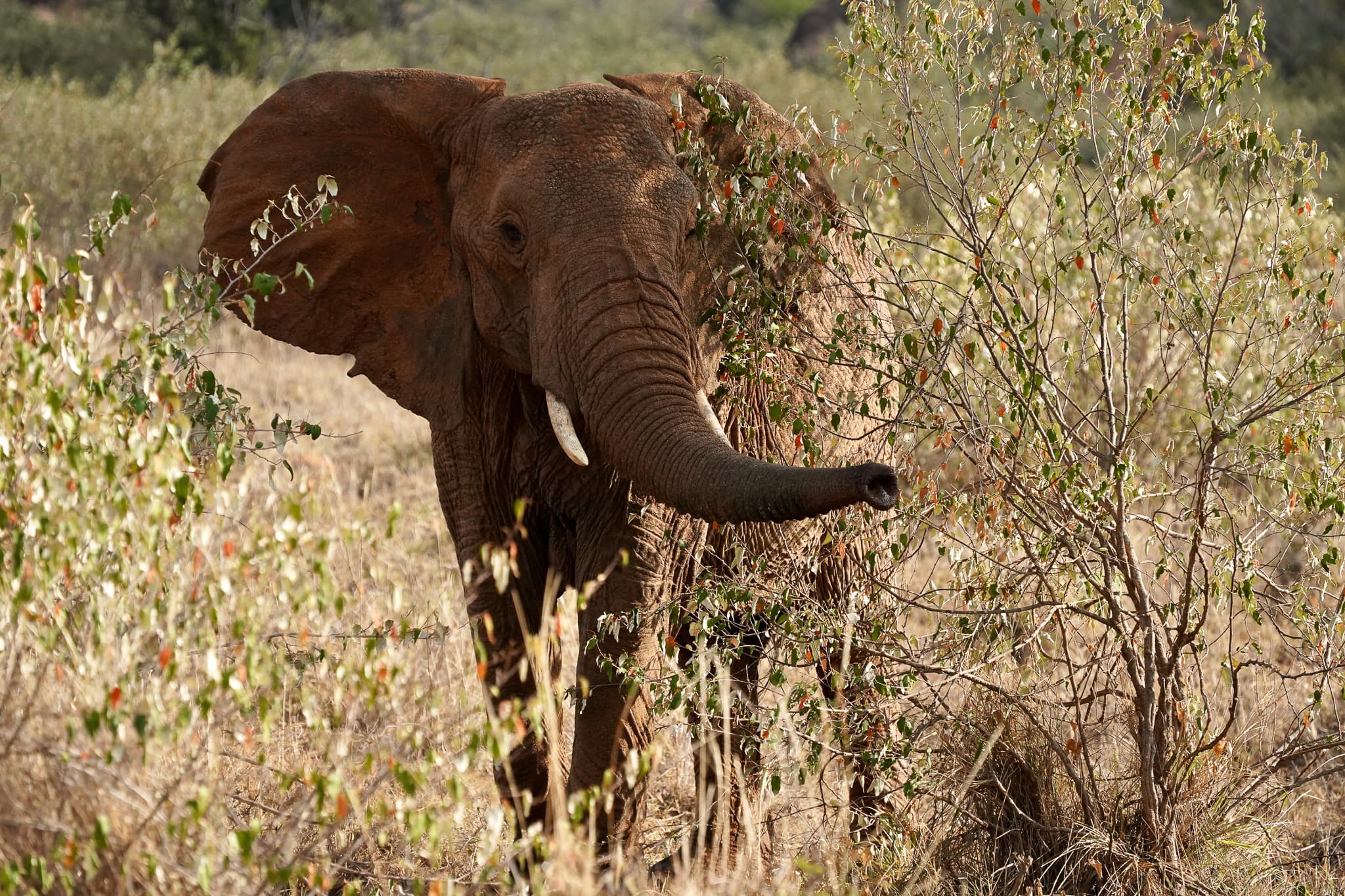 Loisaba Conservancy 08