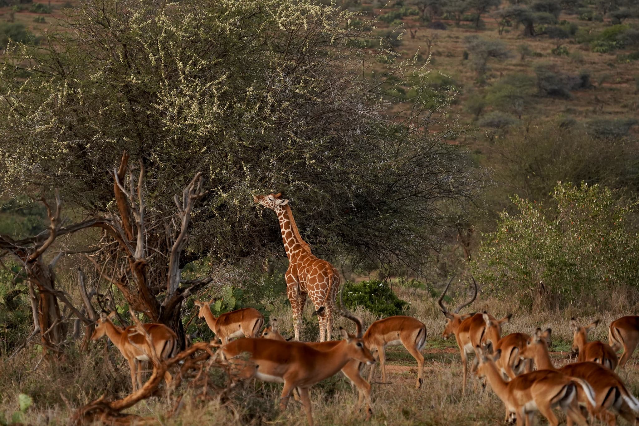 Loisaba Conservancy 09