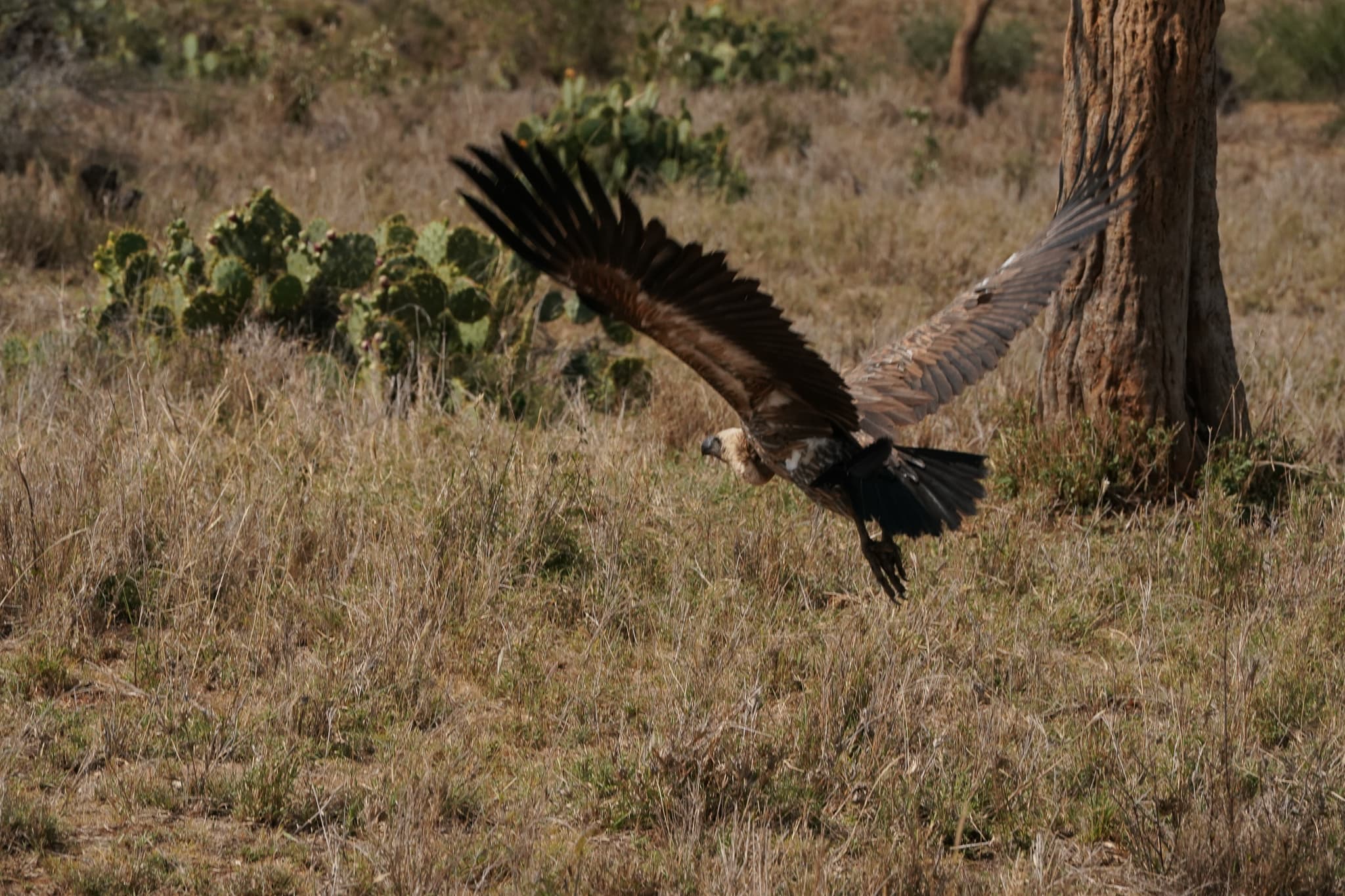 Loisaba Conservancy 10