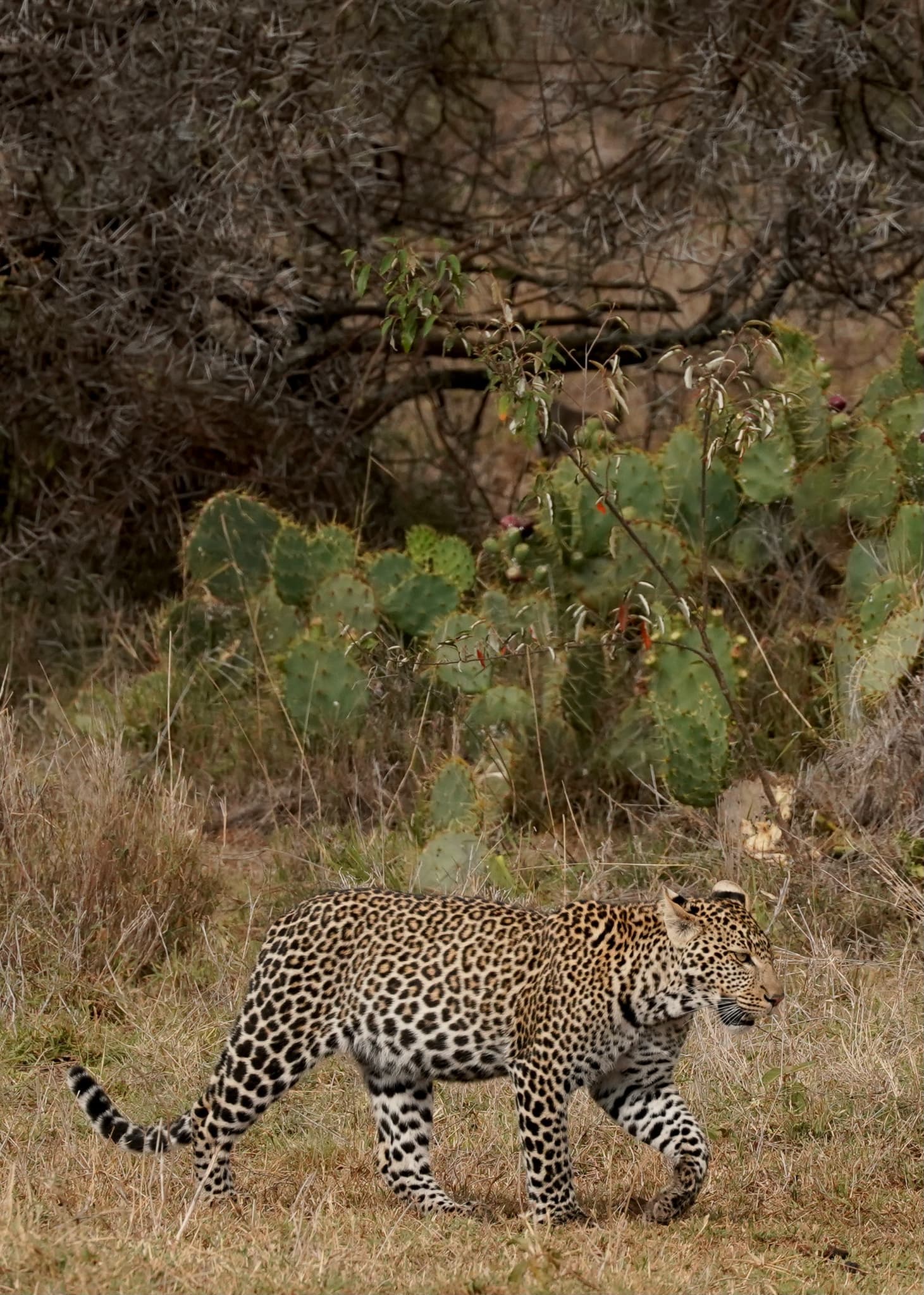Loisaba Conservancy 11