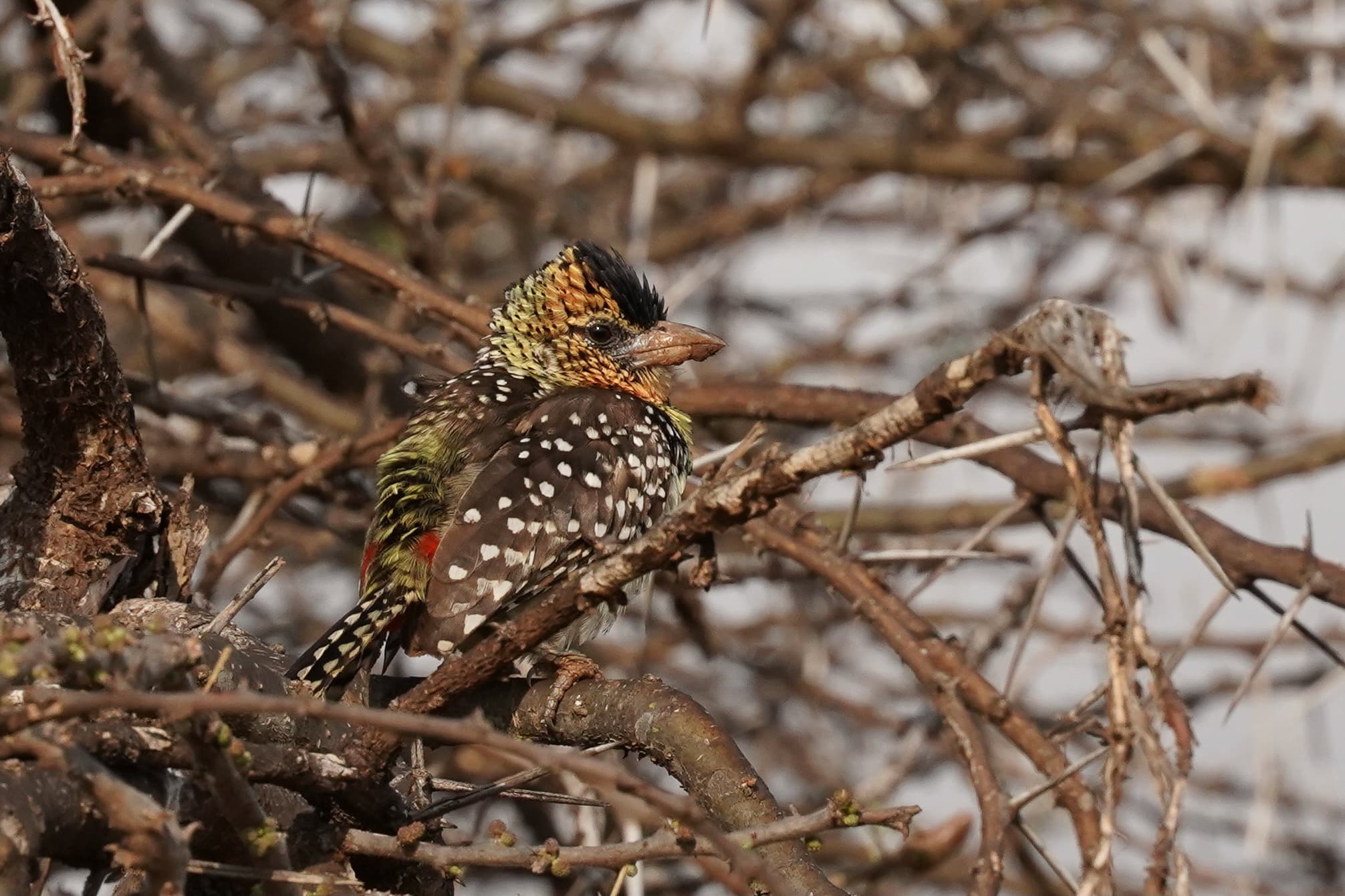 Loisaba Conservancy 12