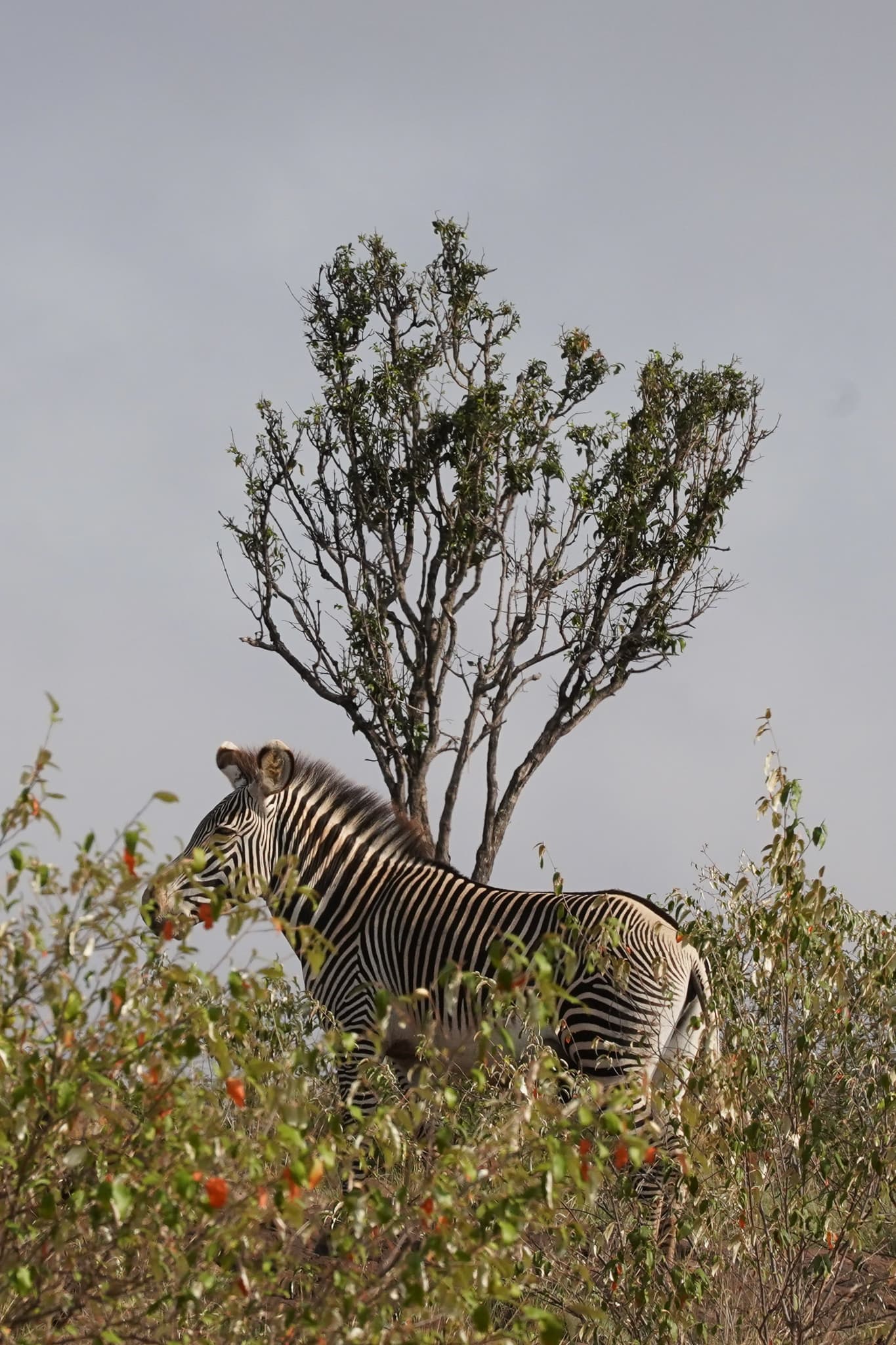 Loisaba Conservancy 13