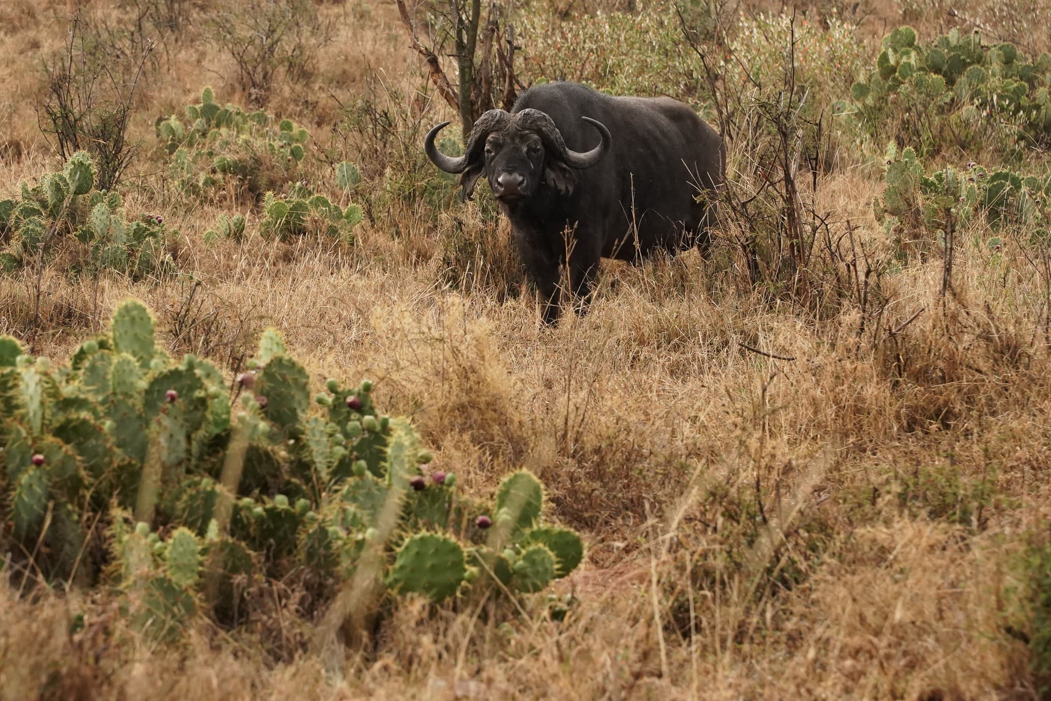 Loisaba Conservancy 14