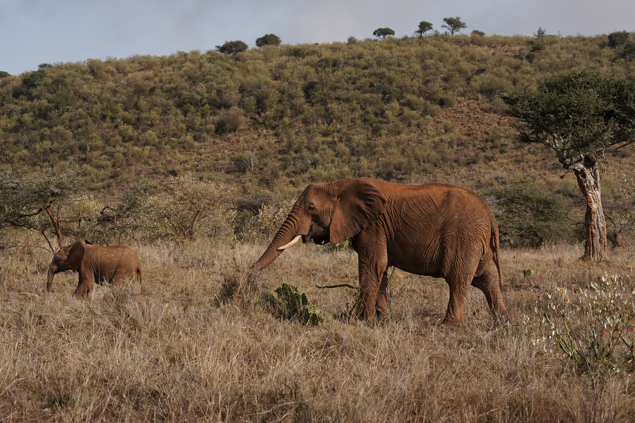 Loisaba Conservancy 15