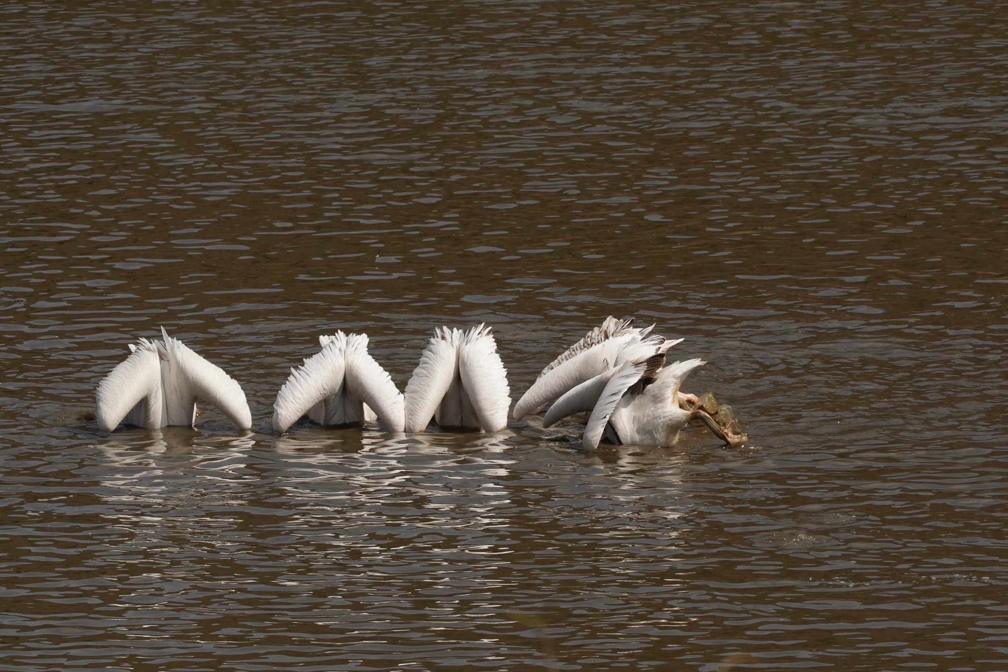 Loisaba Conservancy 16