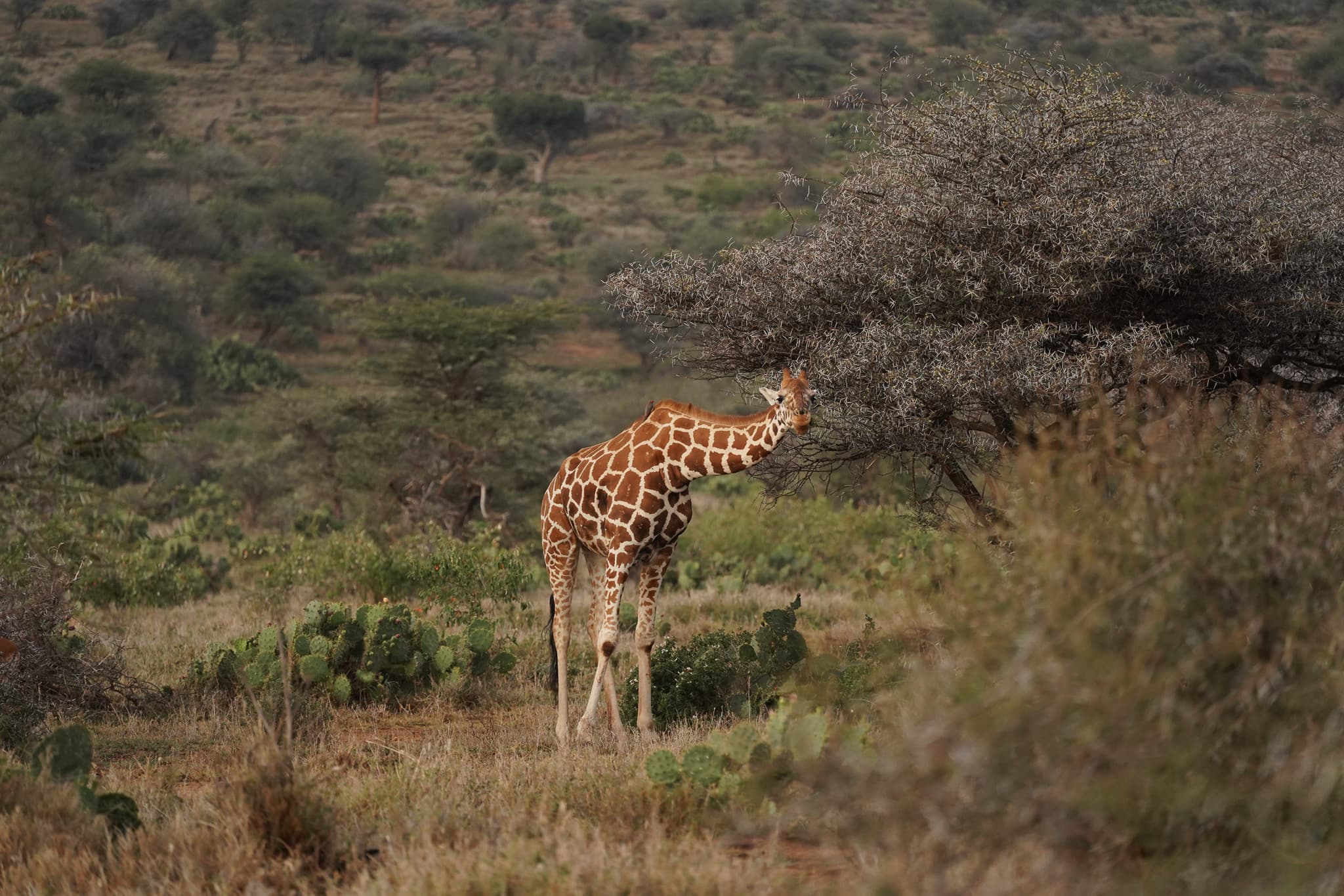 Loisaba Conservancy 17