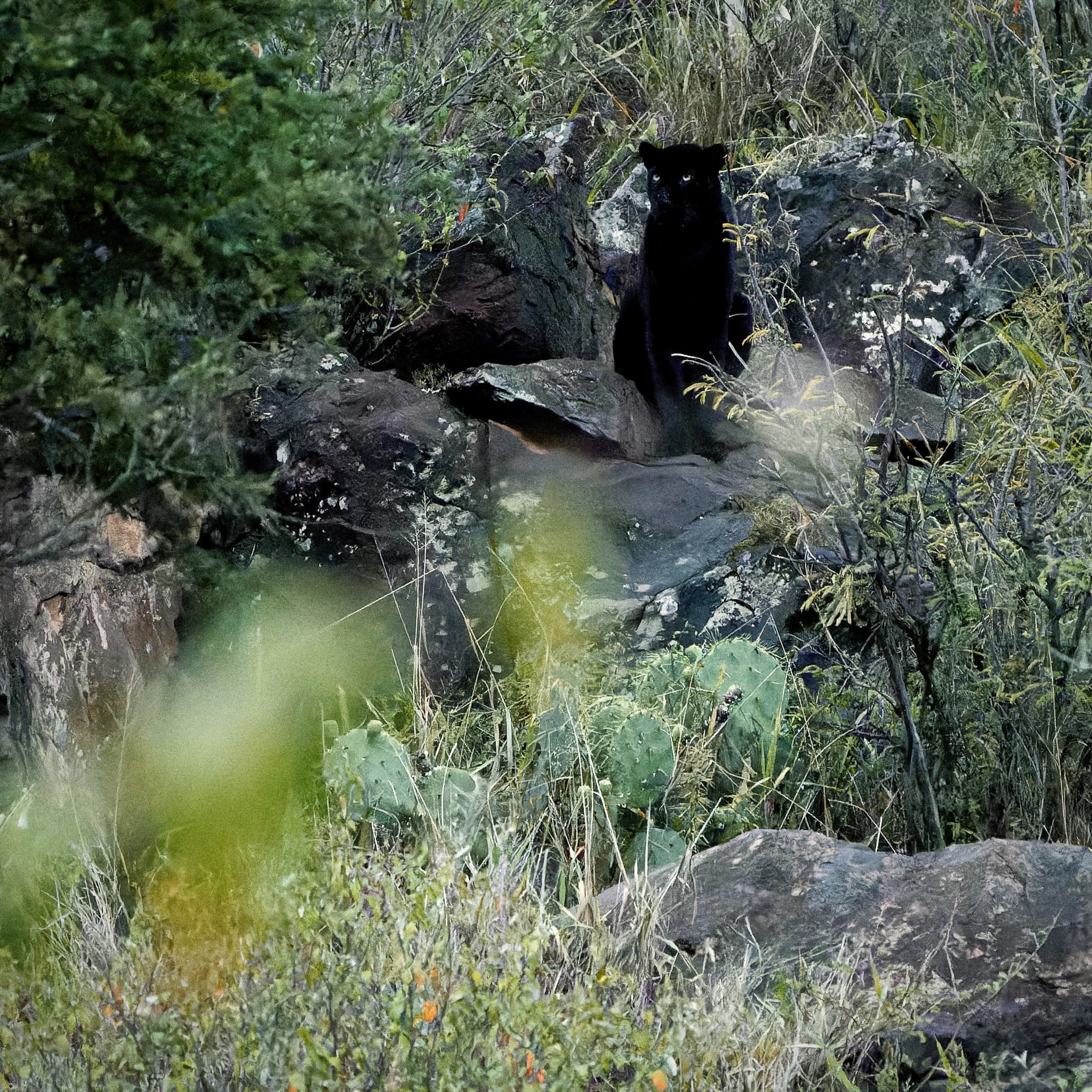 Loisaba Conservancy 18