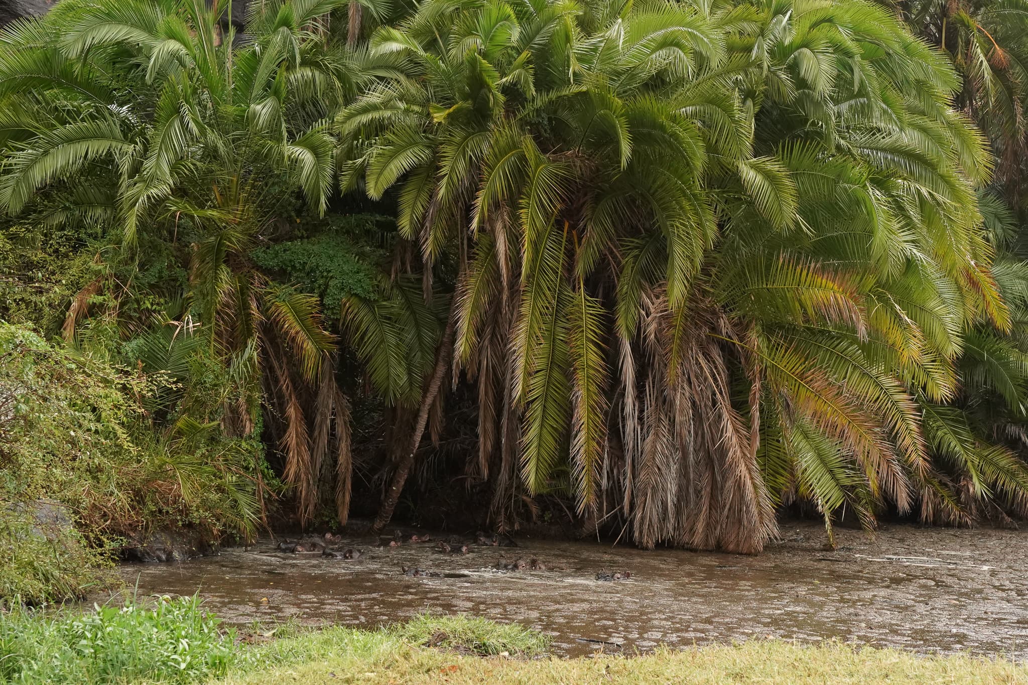 Loisaba Conservancy 20