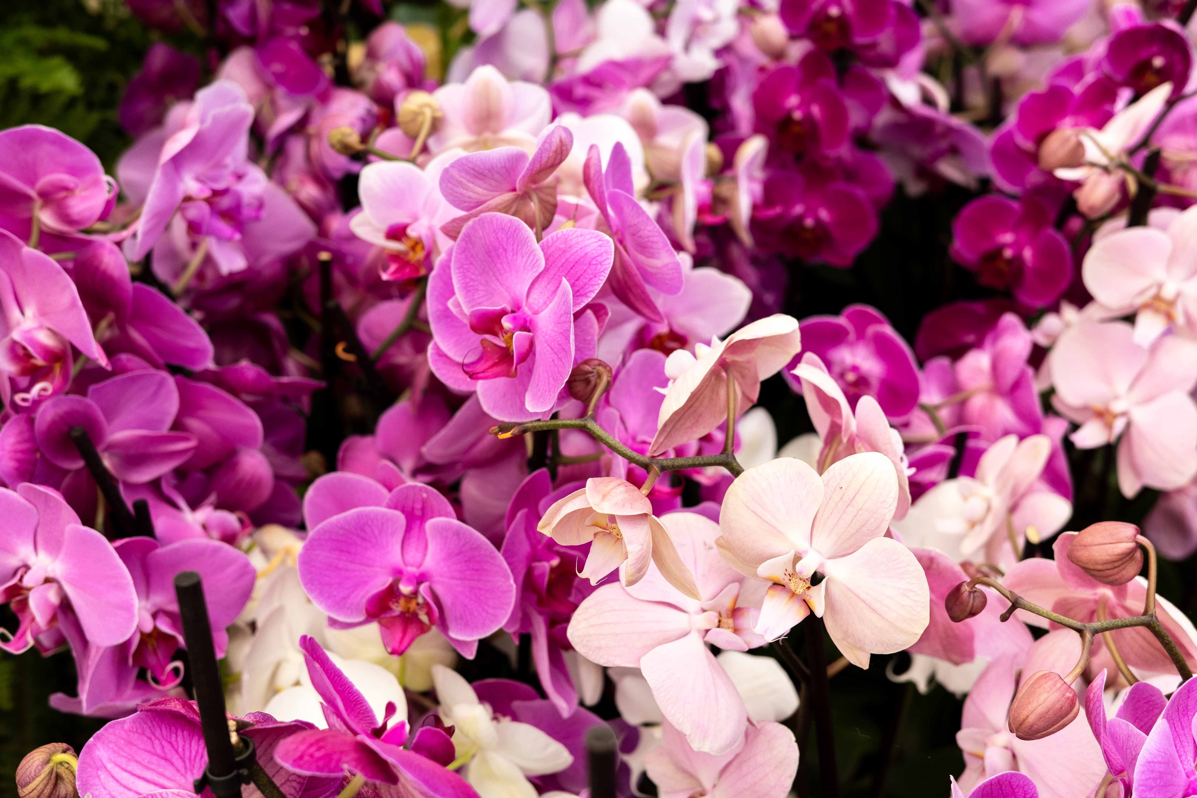 Funchal Flower Festival 04