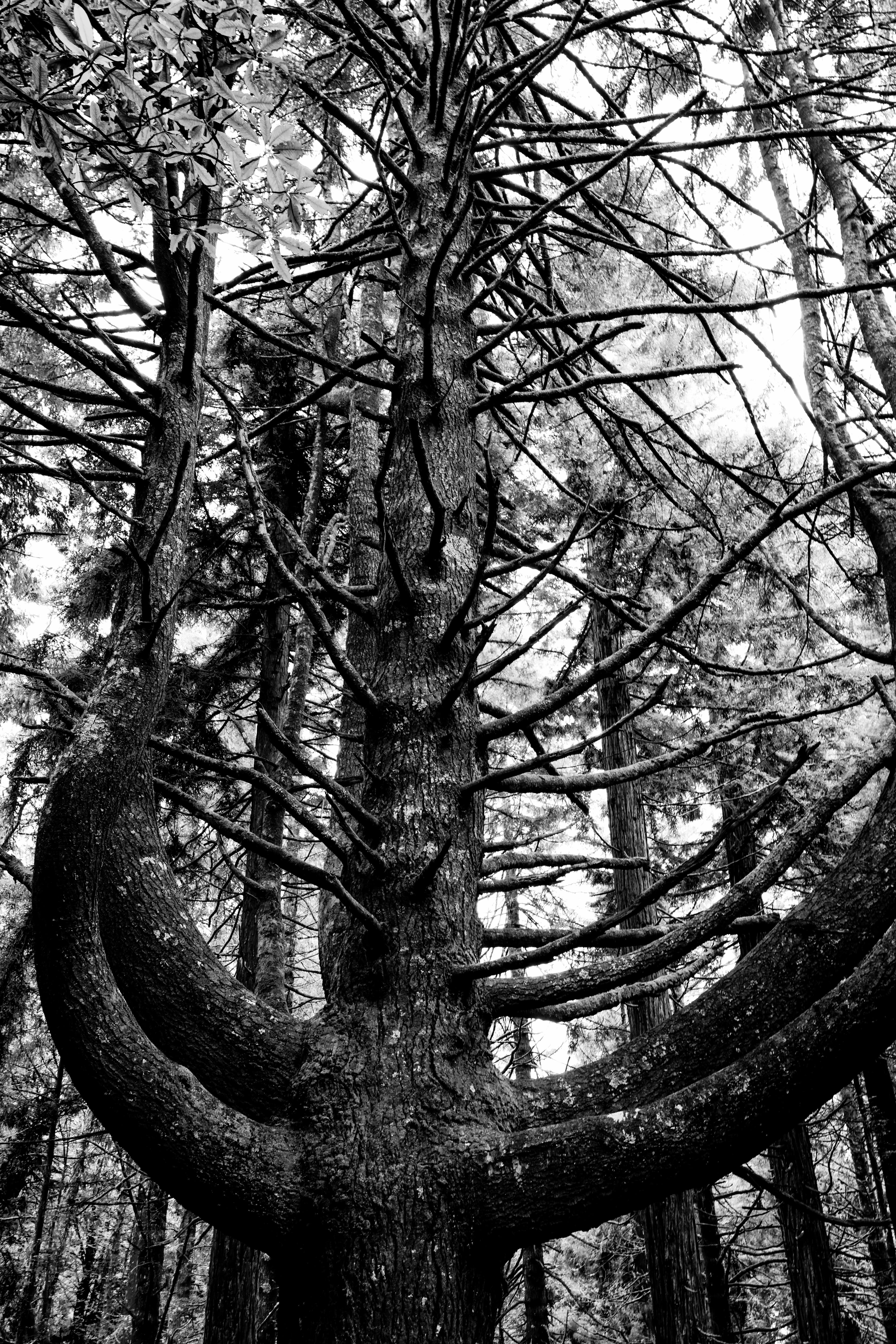 Madeira Landscapes 39