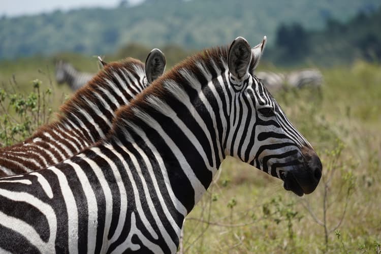 Masai Mara