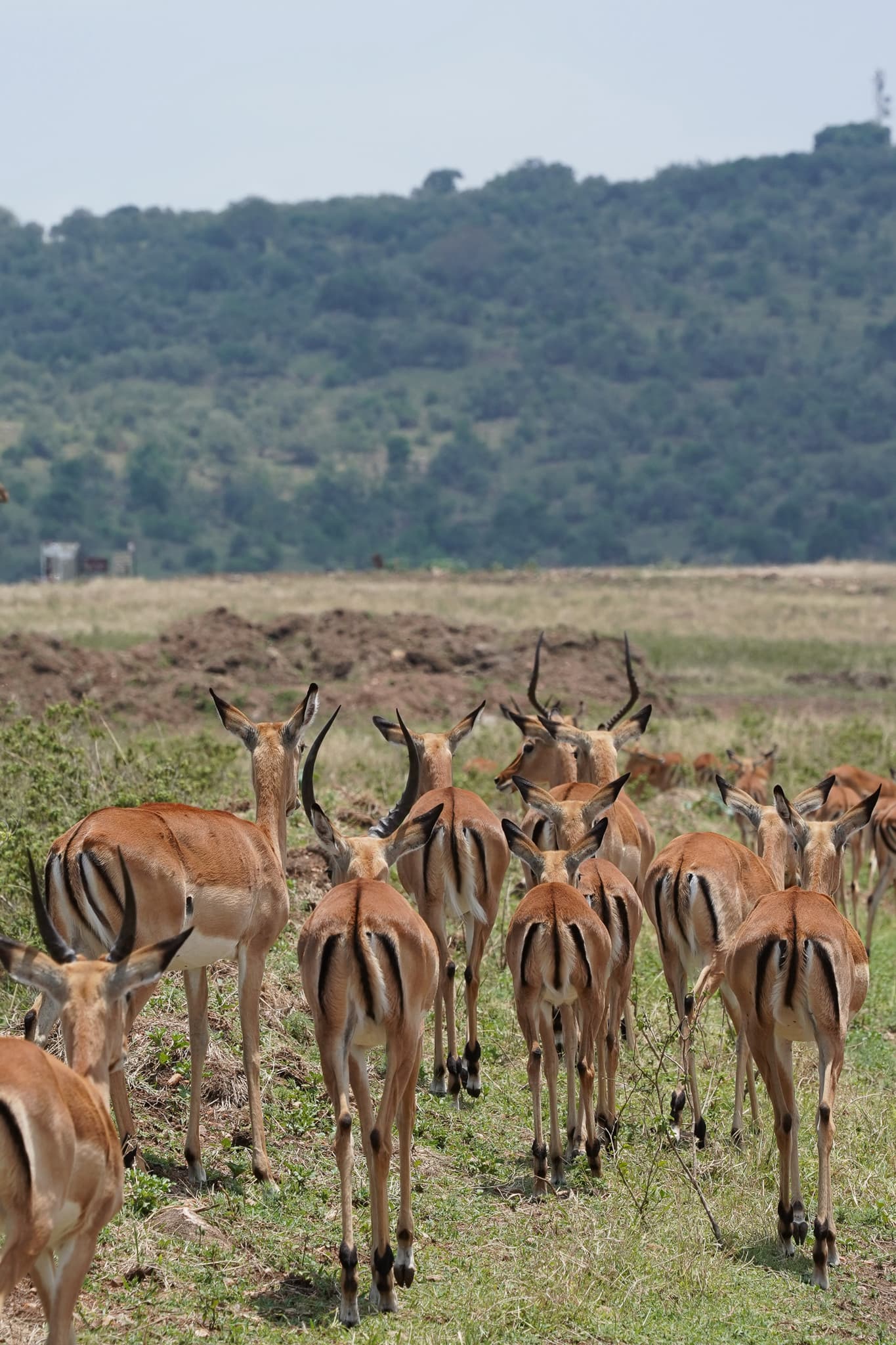 Masai Mara 02