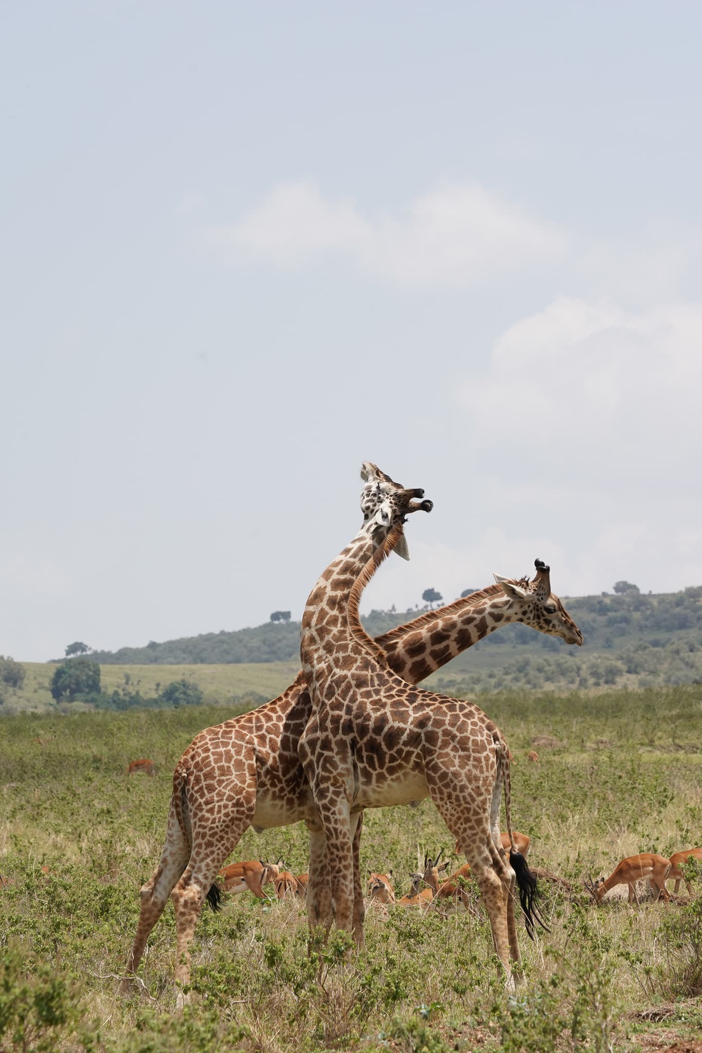 Masai Mara 03