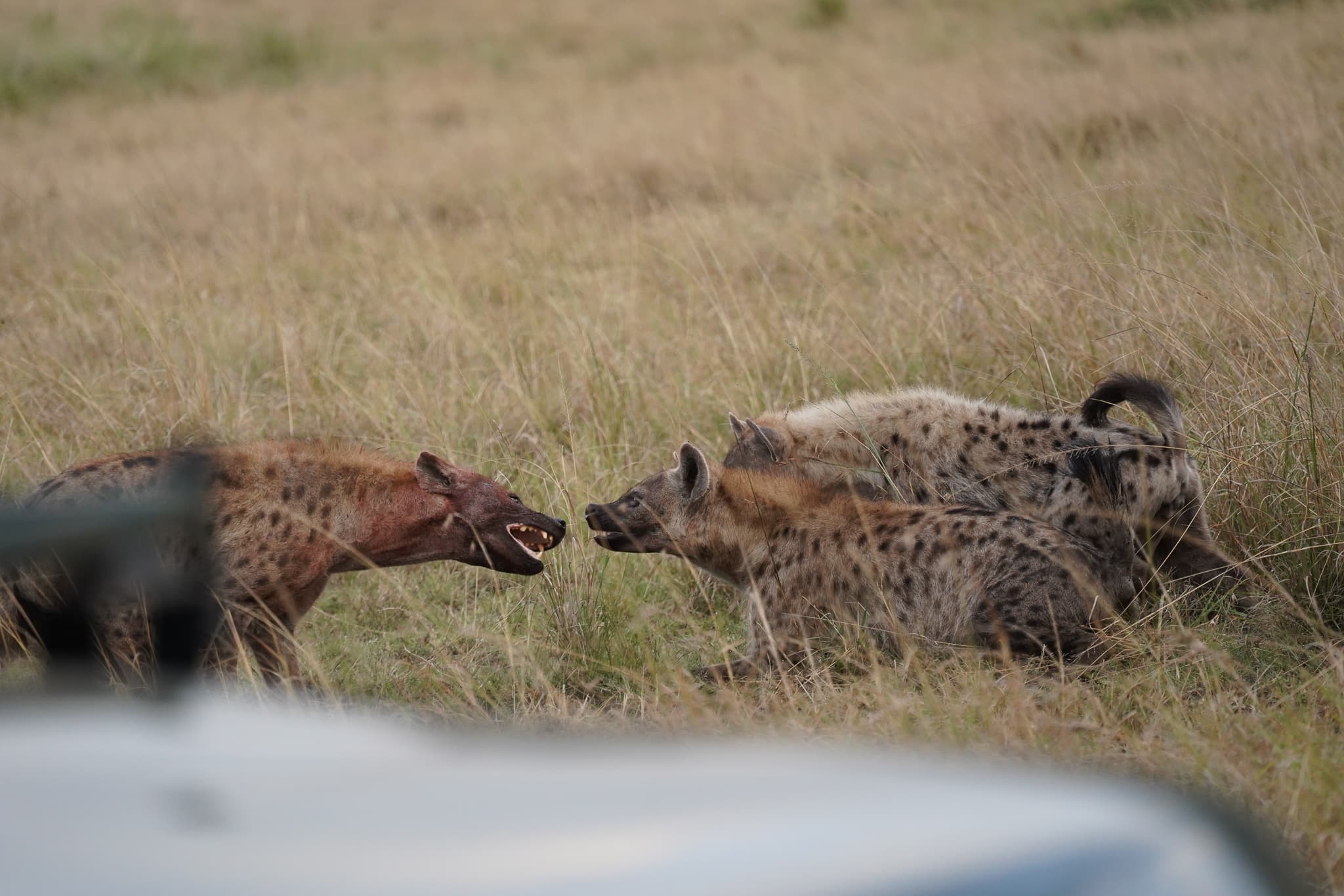 Masai Mara 04