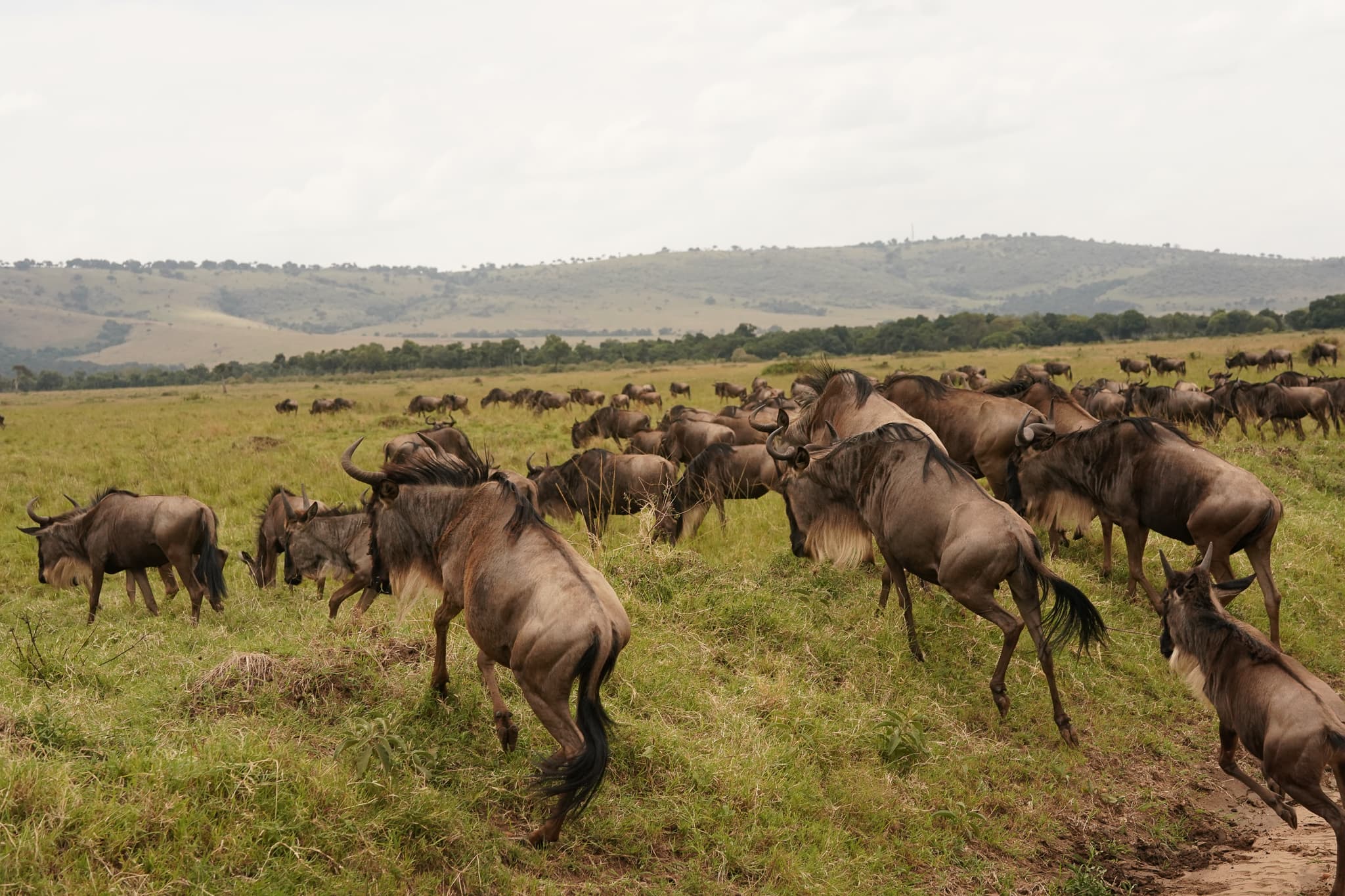 Masai Mara 06