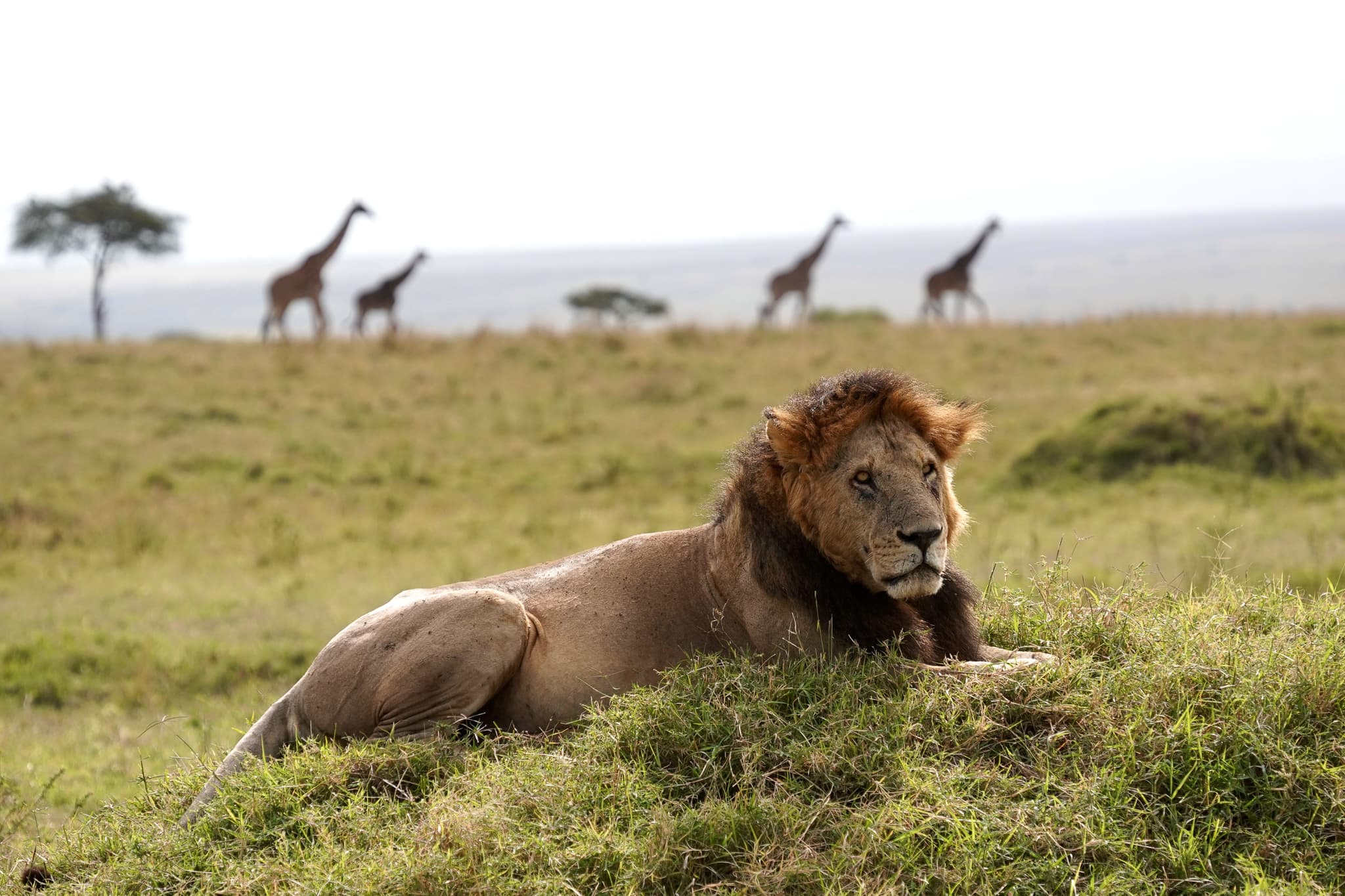 Masai Mara 07