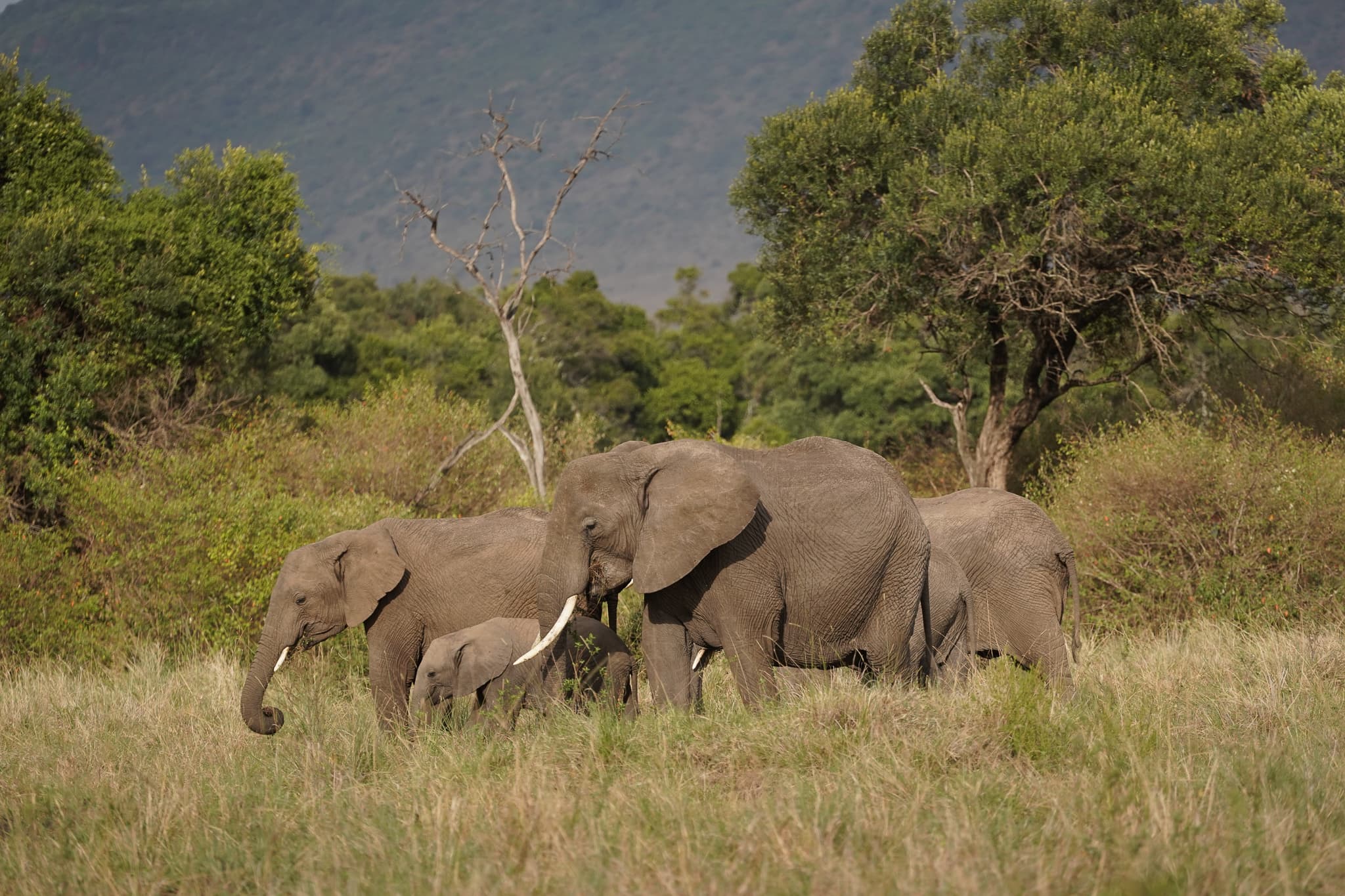 Masai Mara 08