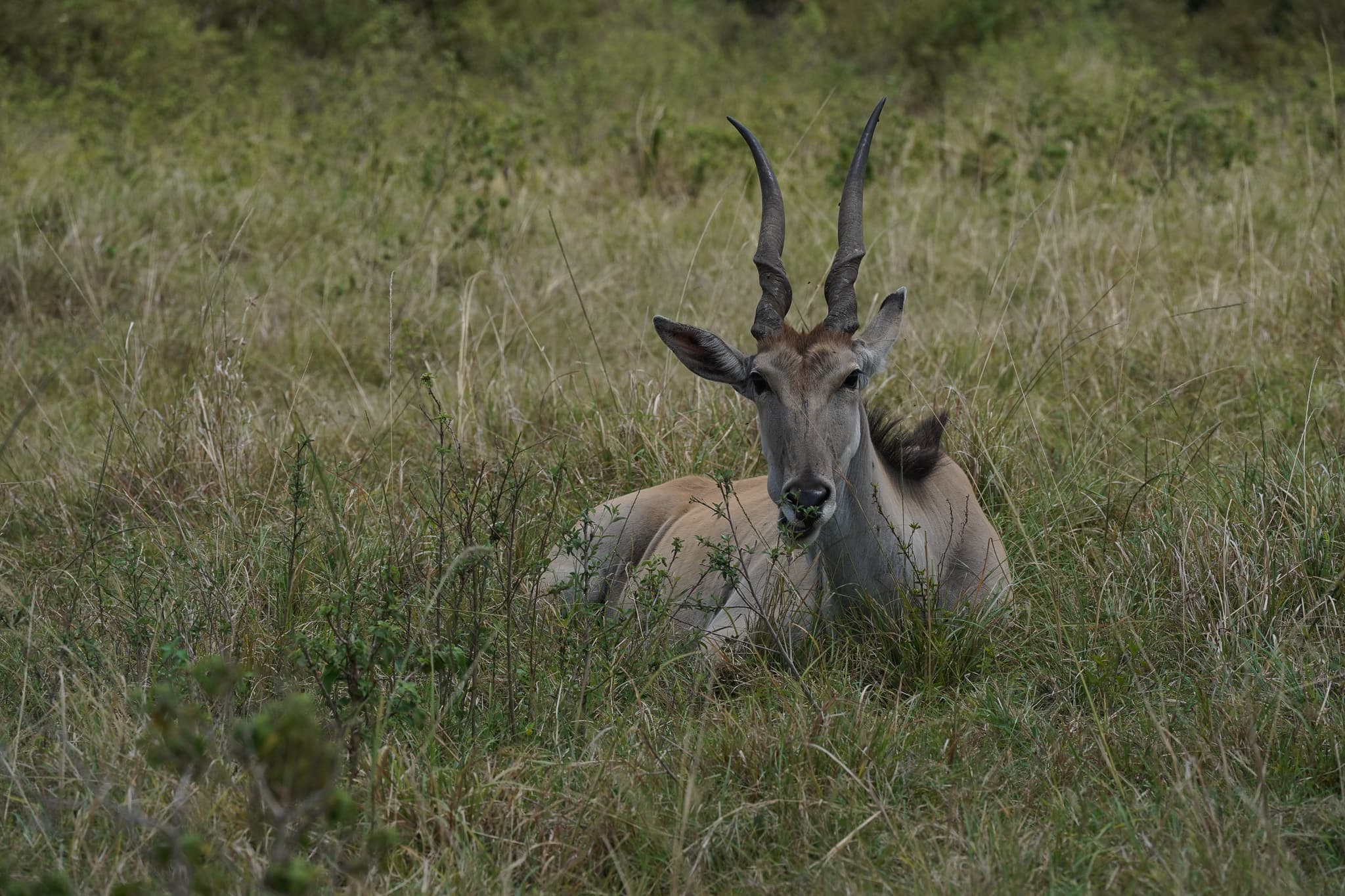 Masai Mara 11