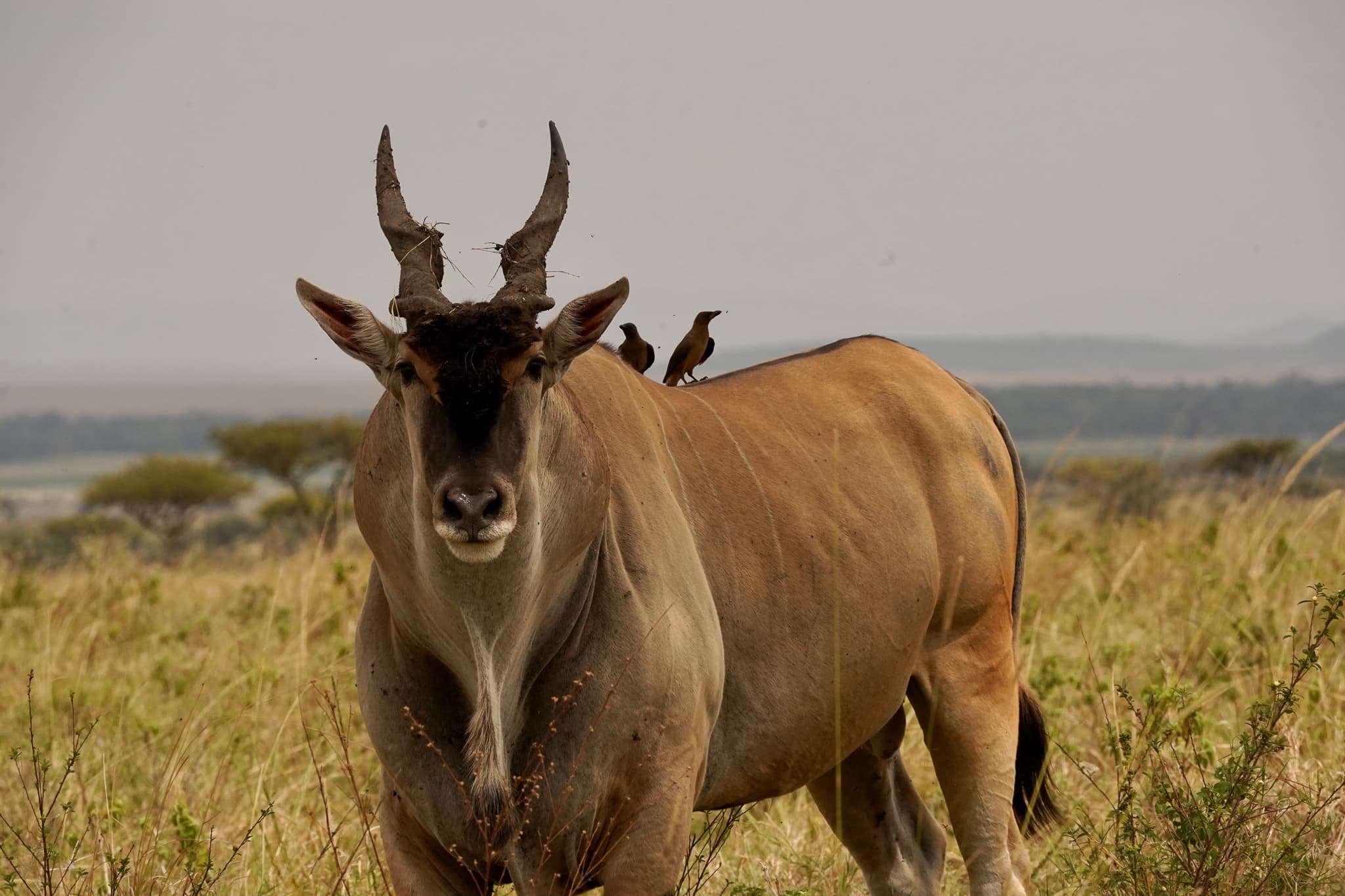 Masai Mara 12