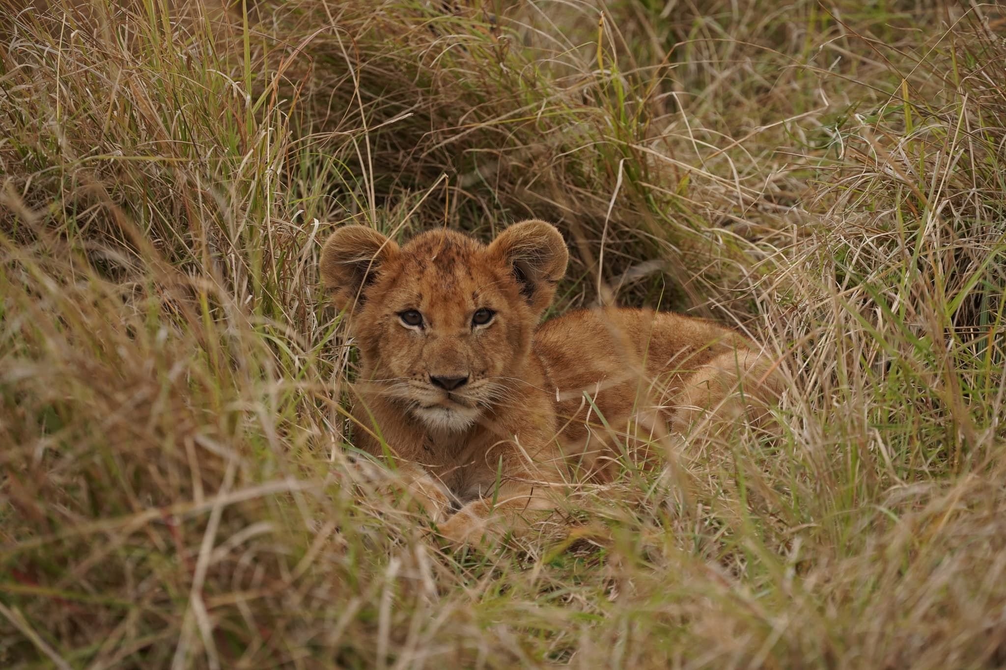 Masai Mara 13