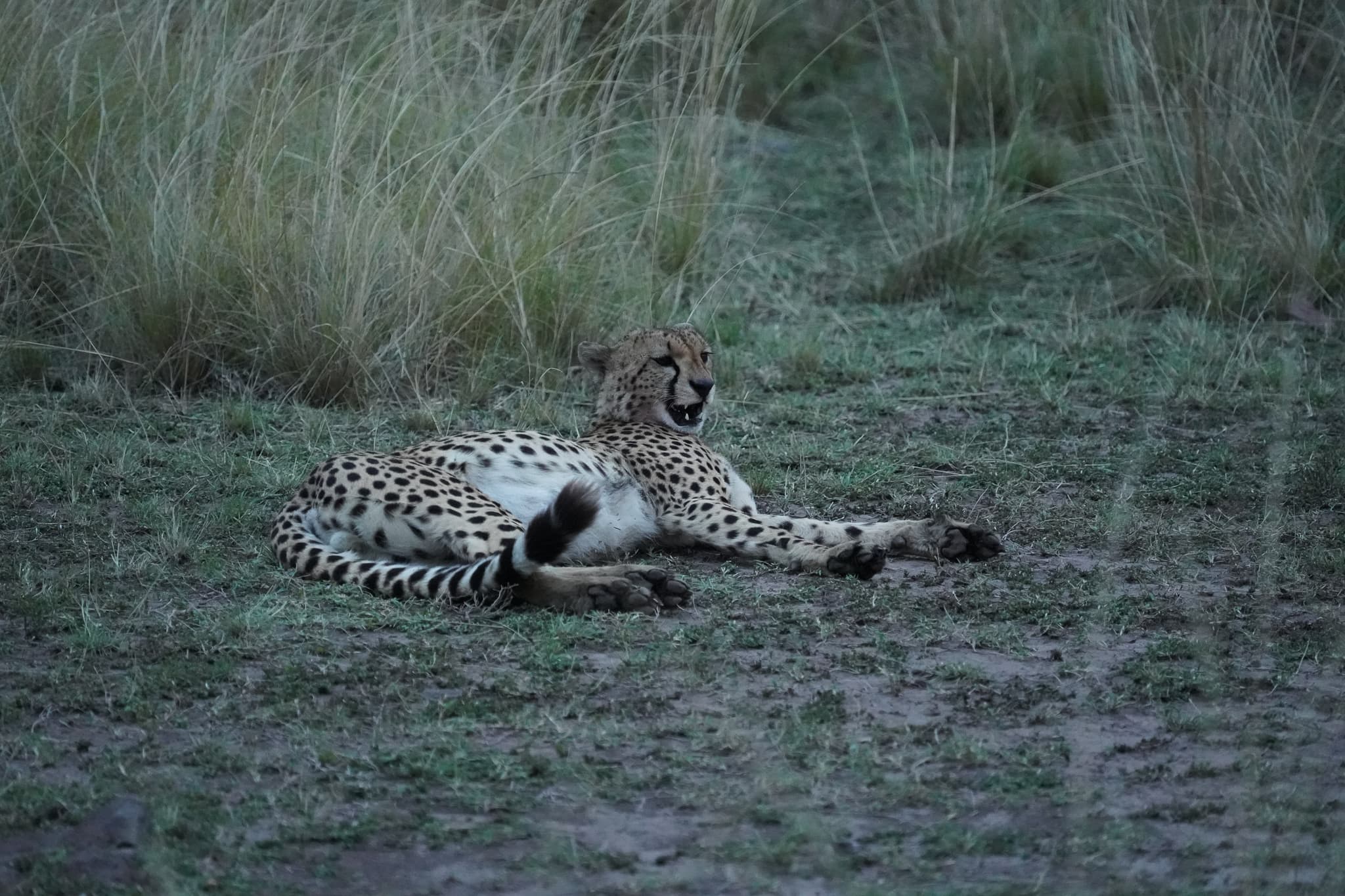 Masai Mara 14