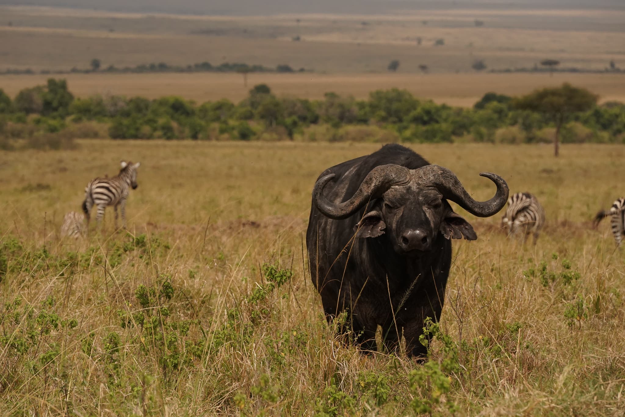 Masai Mara 15