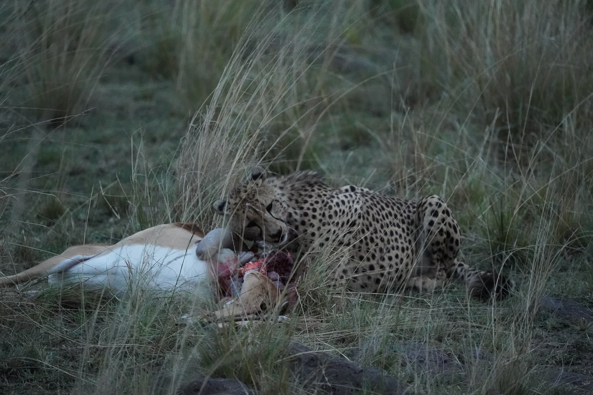 Masai Mara 16