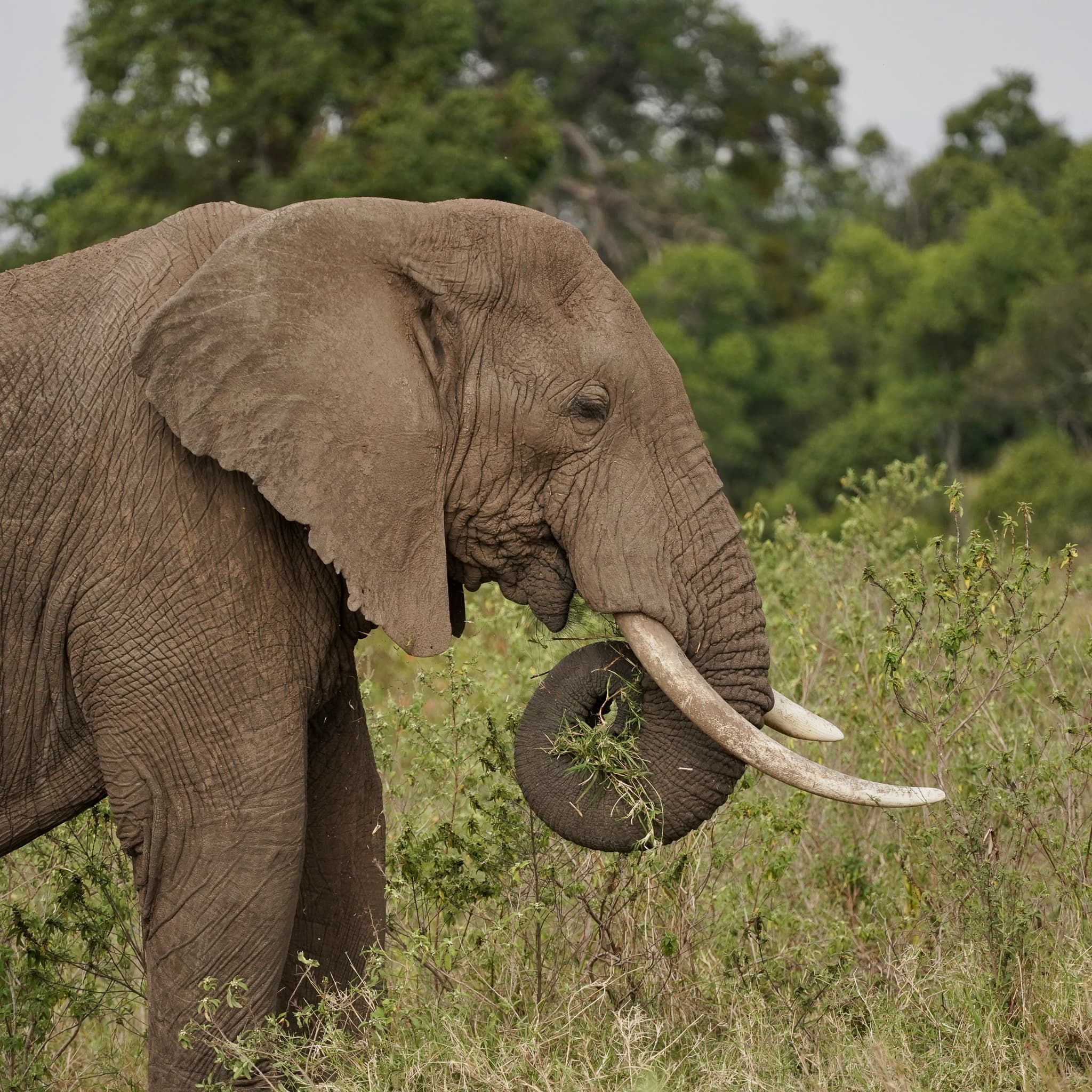 Masai Mara 17