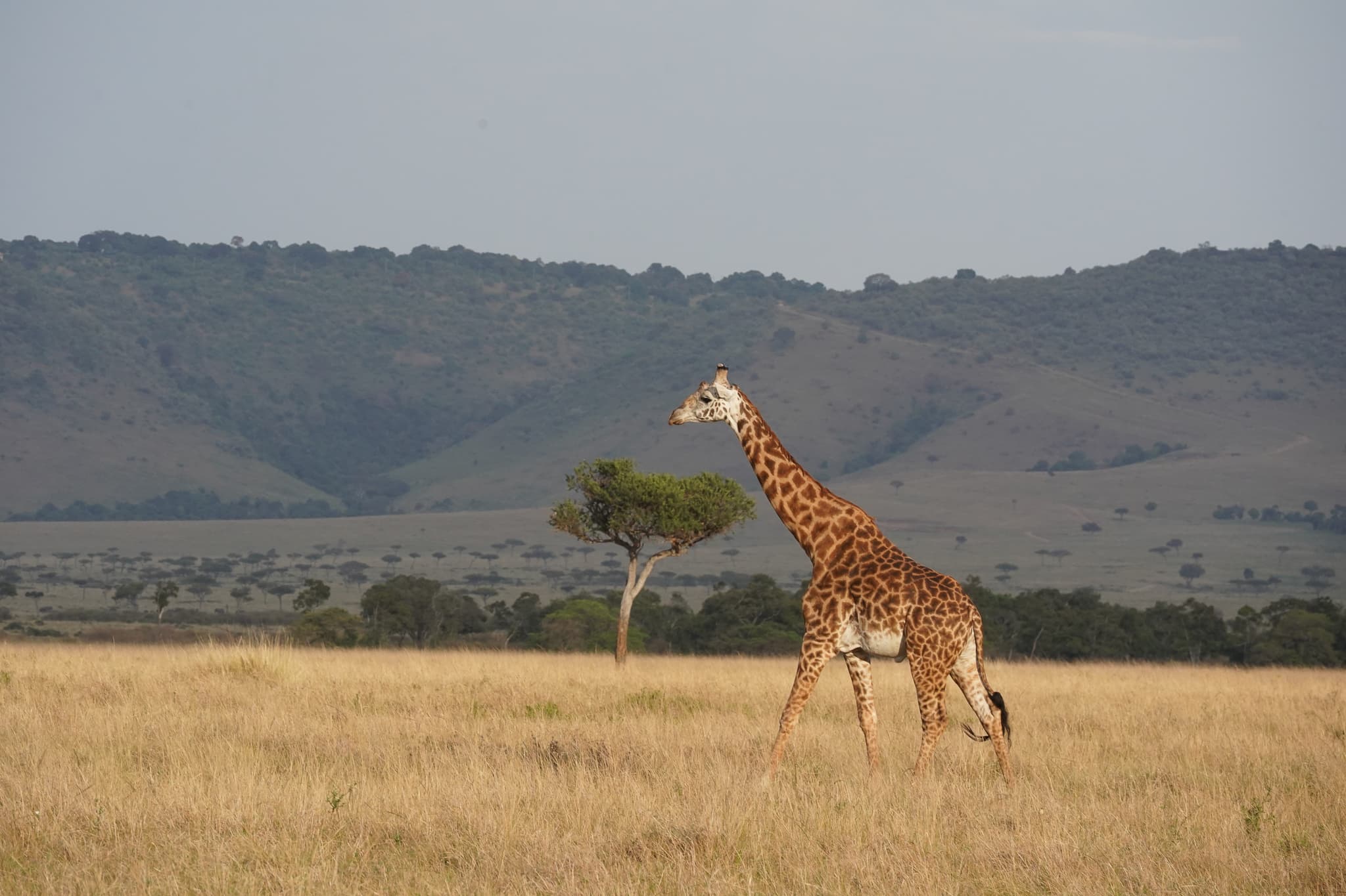 Masai Mara 19